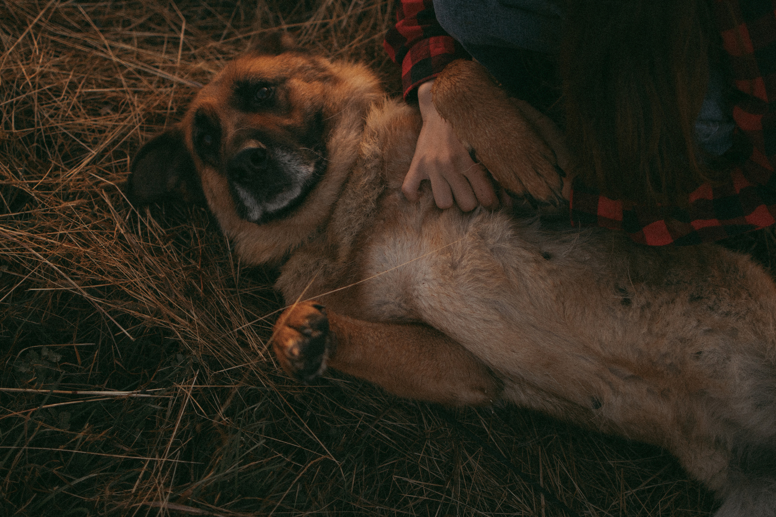 Девочки и рассвет. Фотораф — анималист Мария Шистка