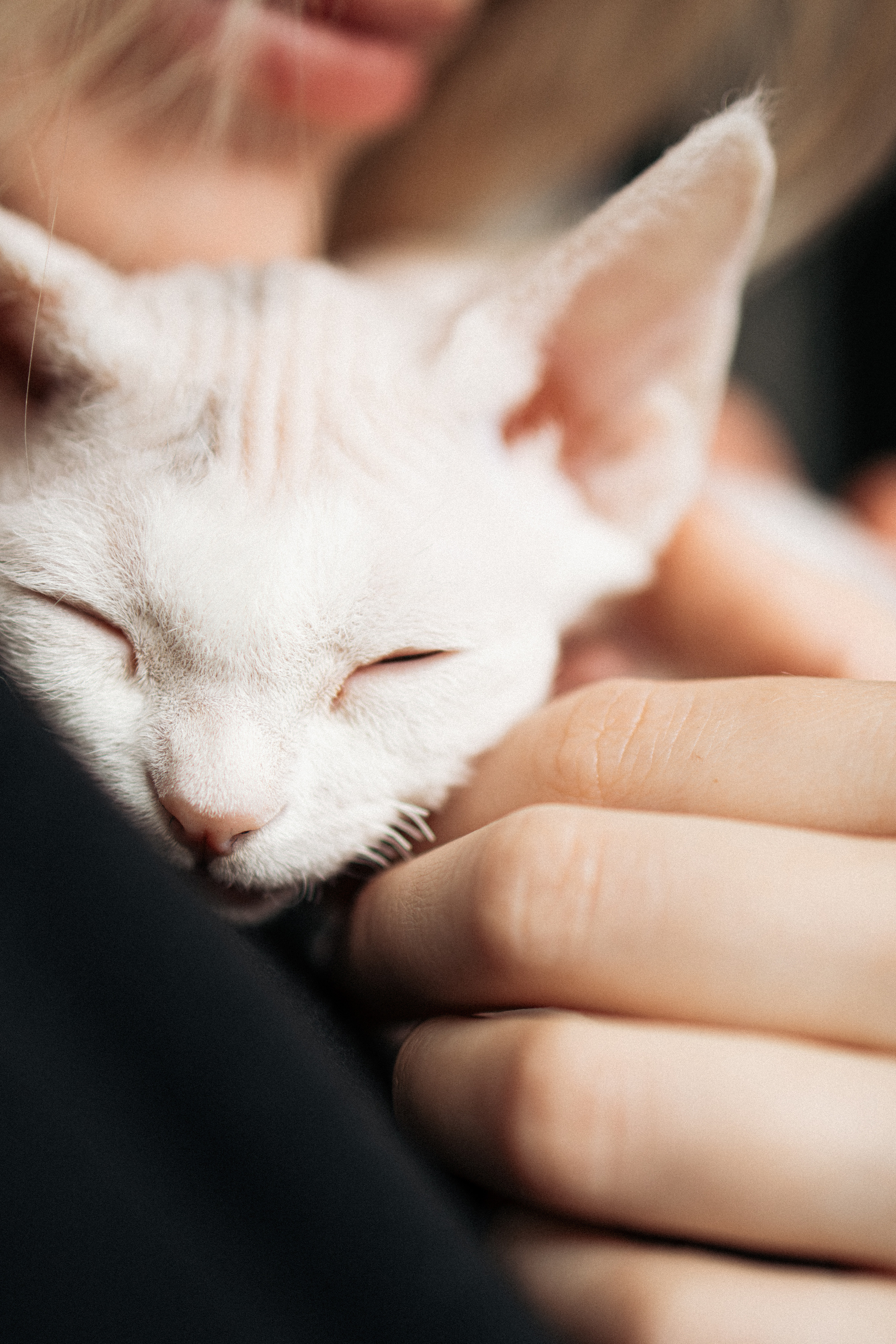 Этери, Саша и Эвия. Фотораф — анималист Мария Шистка