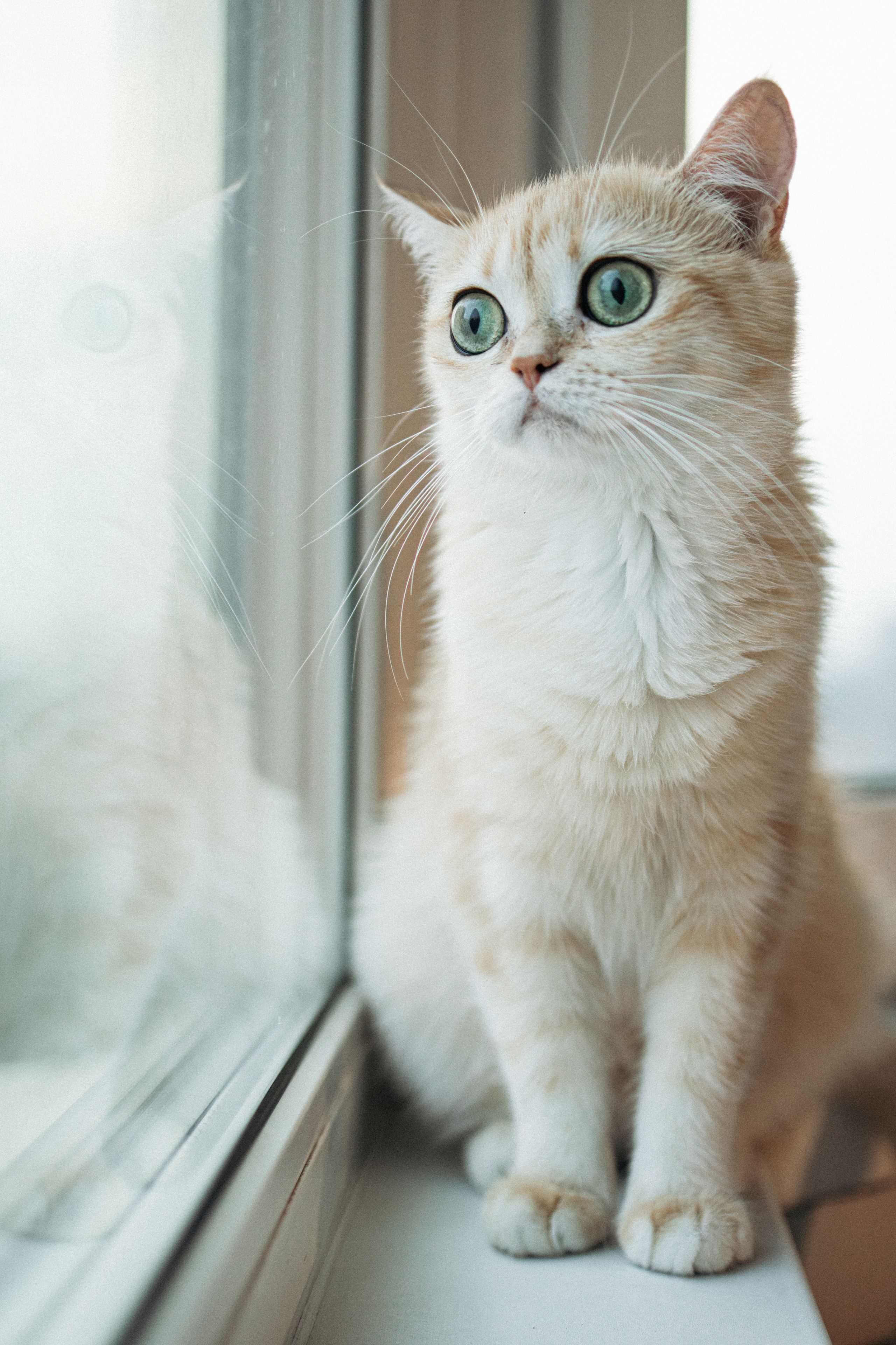 Илья, Люба и котики. Фотораф — анималист Мария Шистка