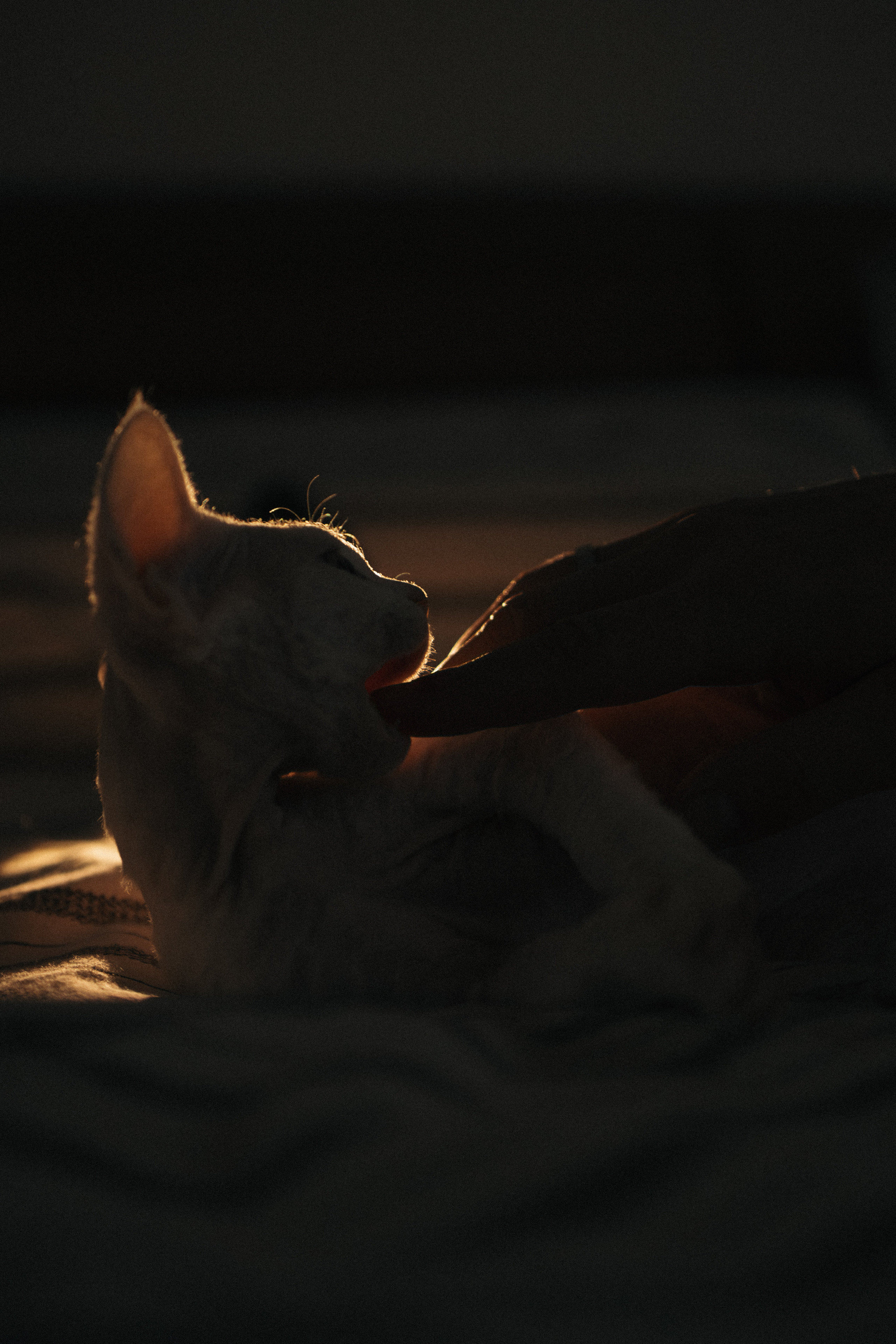 Этери, Саша и Эвия. Фотораф — анималист Мария Шистка