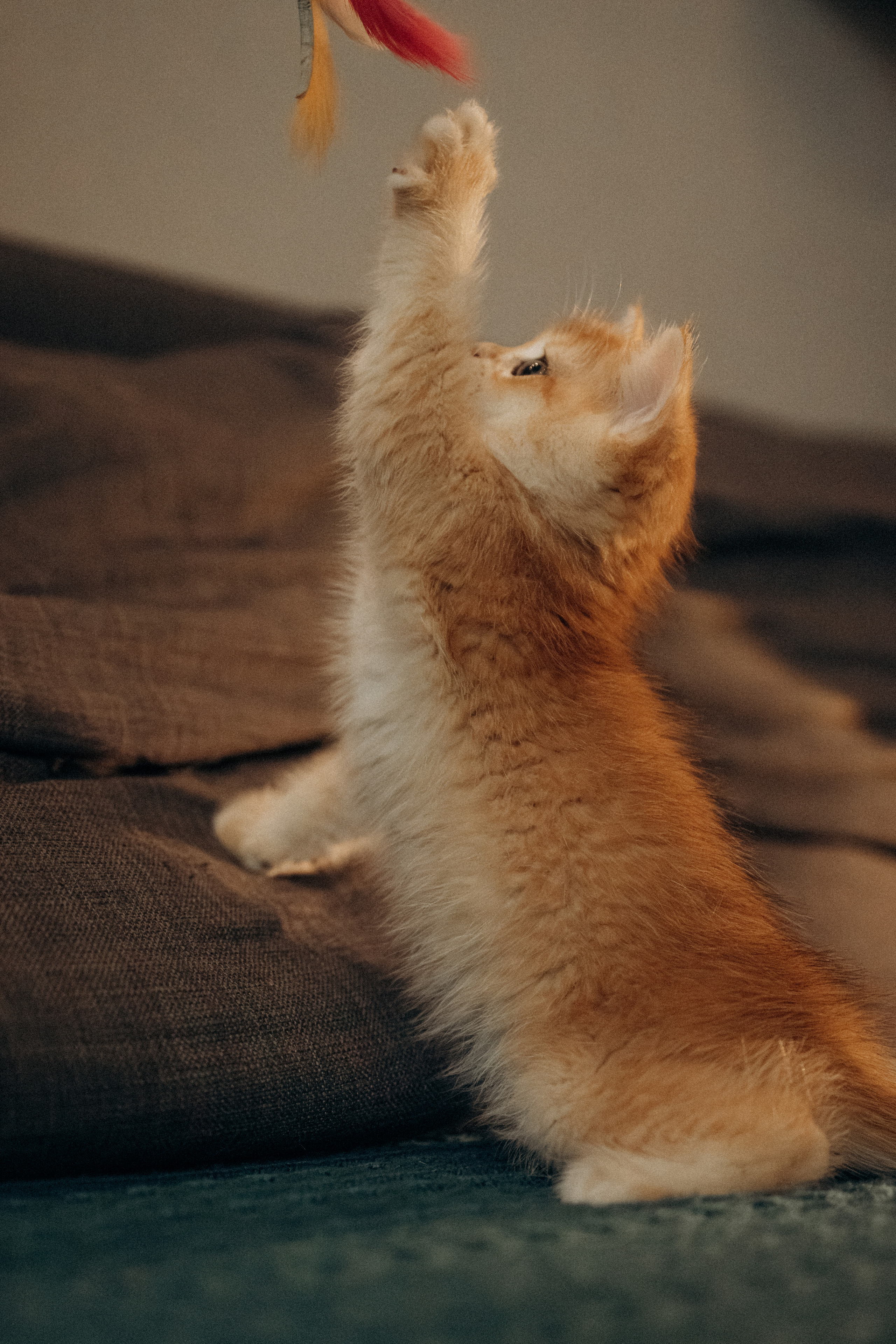 Илья, Люба и котики. Фотораф — анималист Мария Шистка