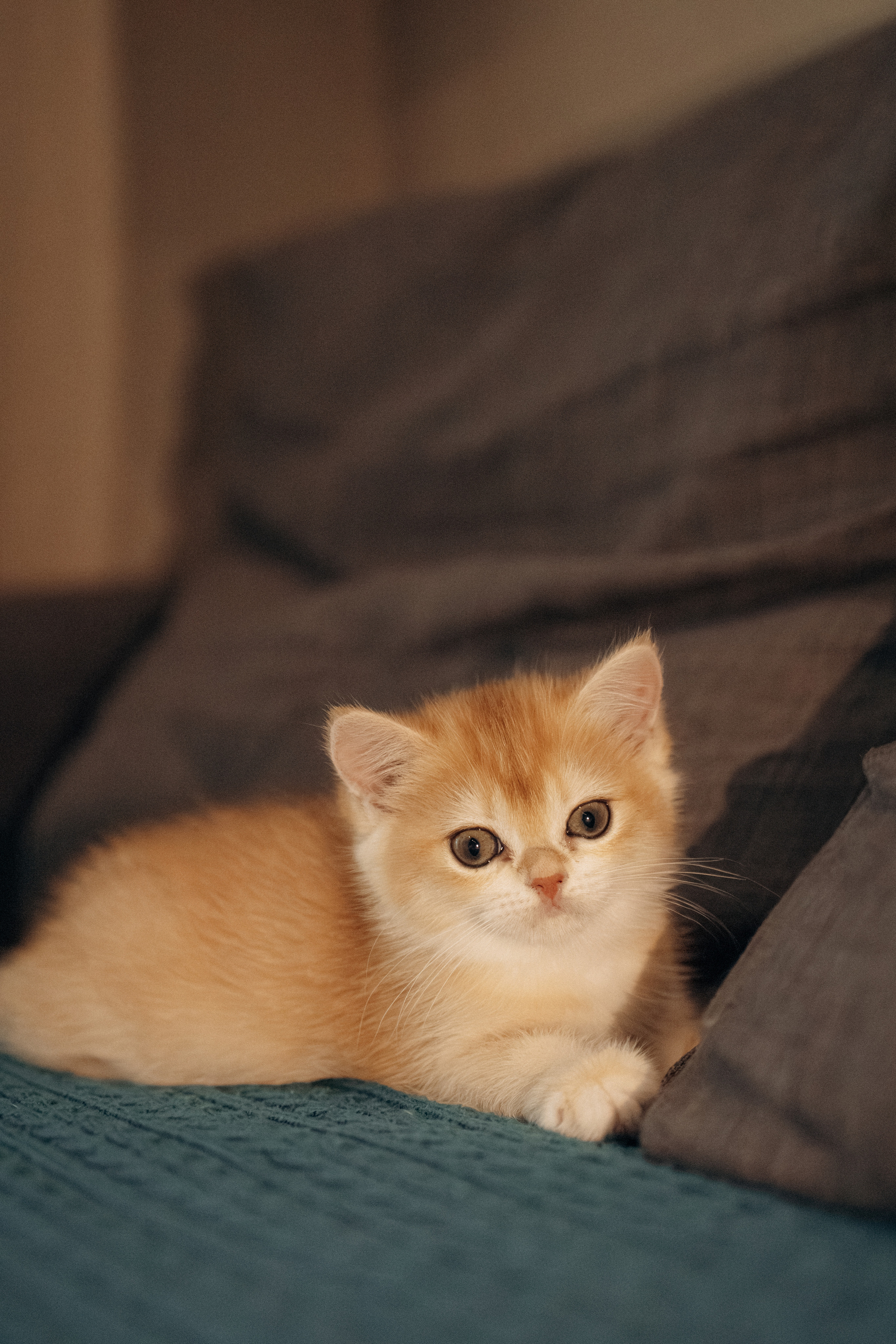 Илья, Люба и котики. Фотораф — анималист Мария Шистка