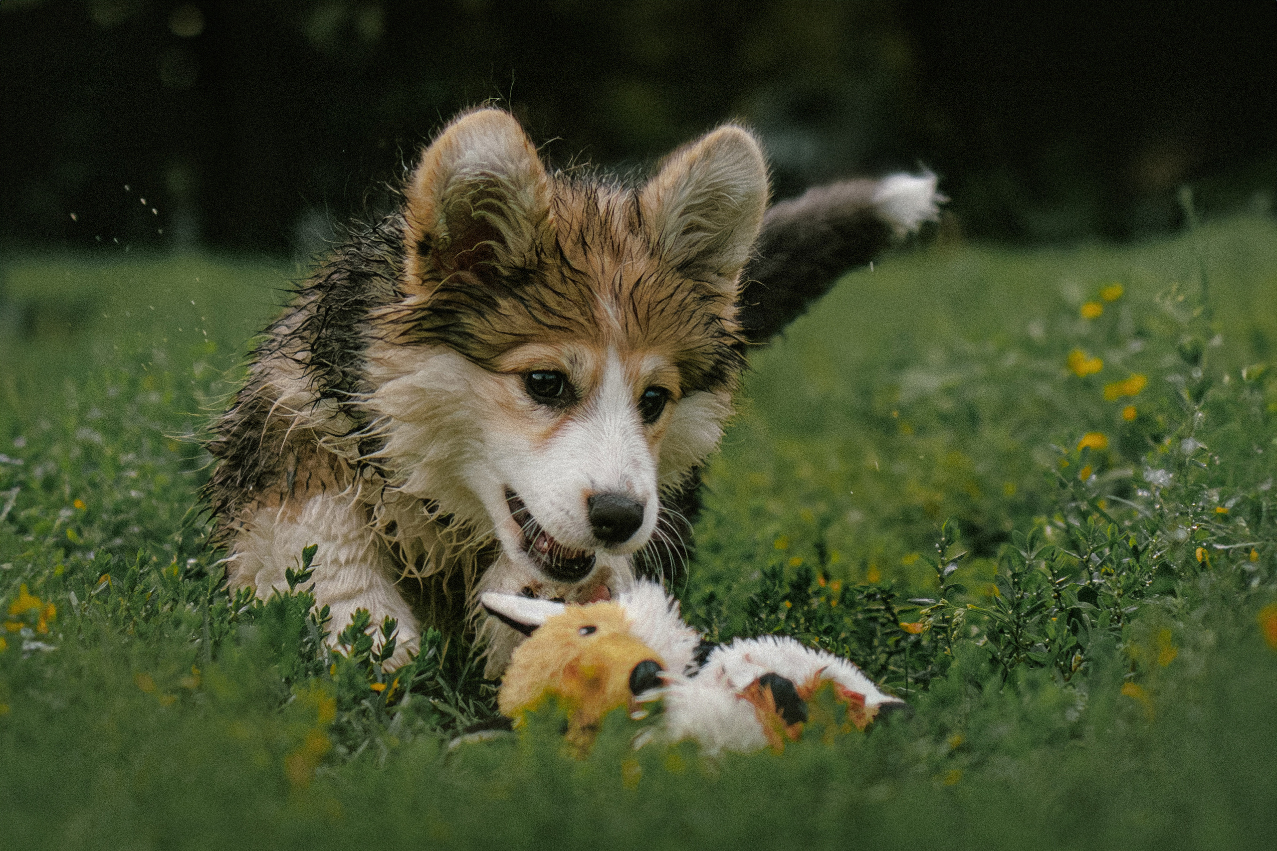 Влада и Мишель. Фотораф — анималист Мария Шистка
