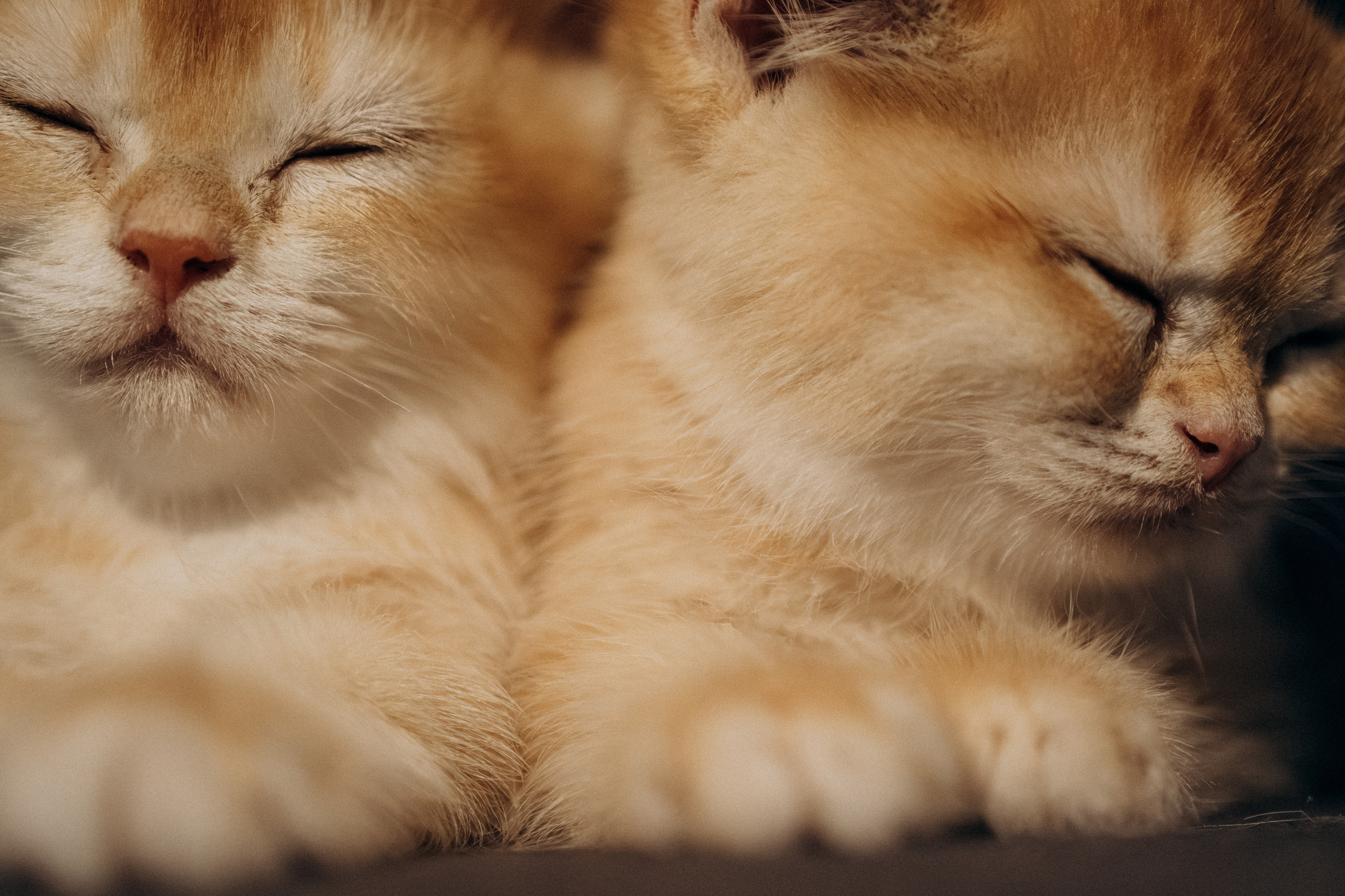 Илья, Люба и котики. Фотораф — анималист Мария Шистка