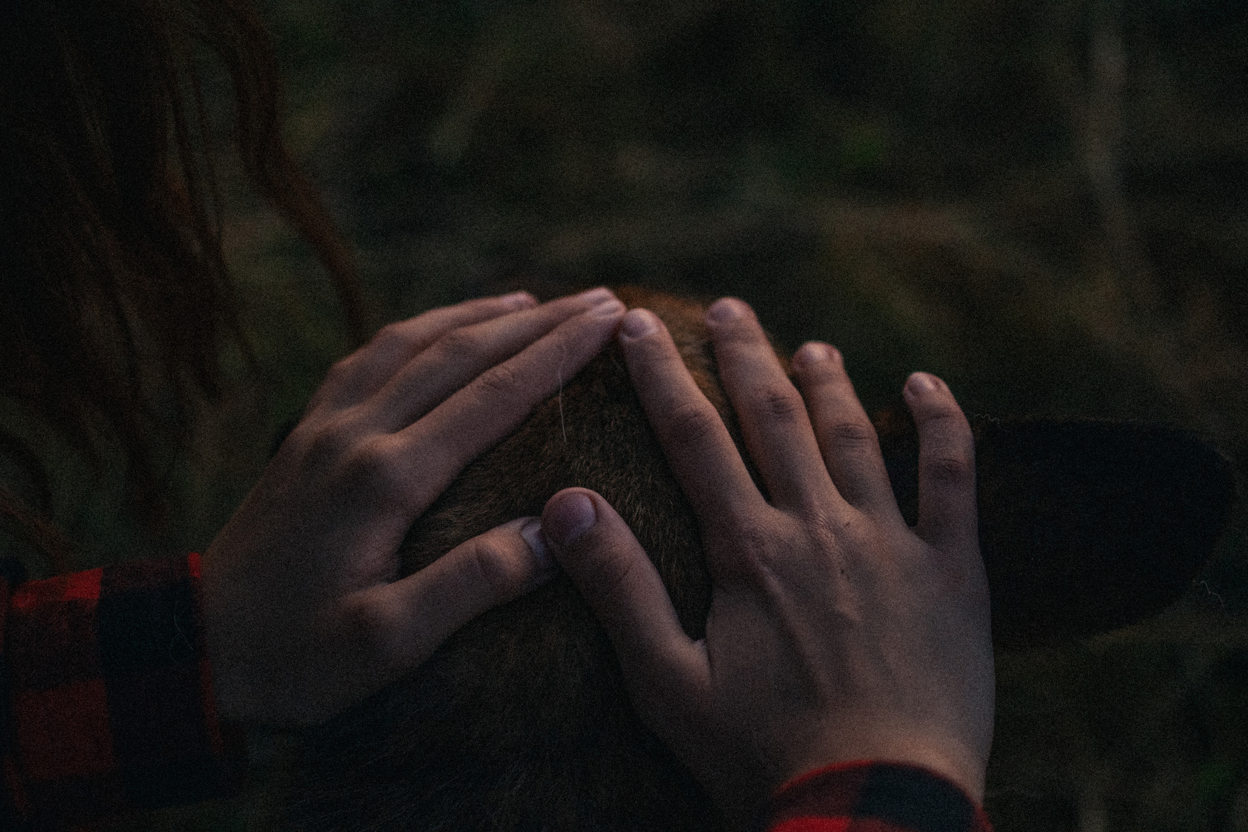 Девочки и рассвет. Фотораф — анималист Мария Шистка