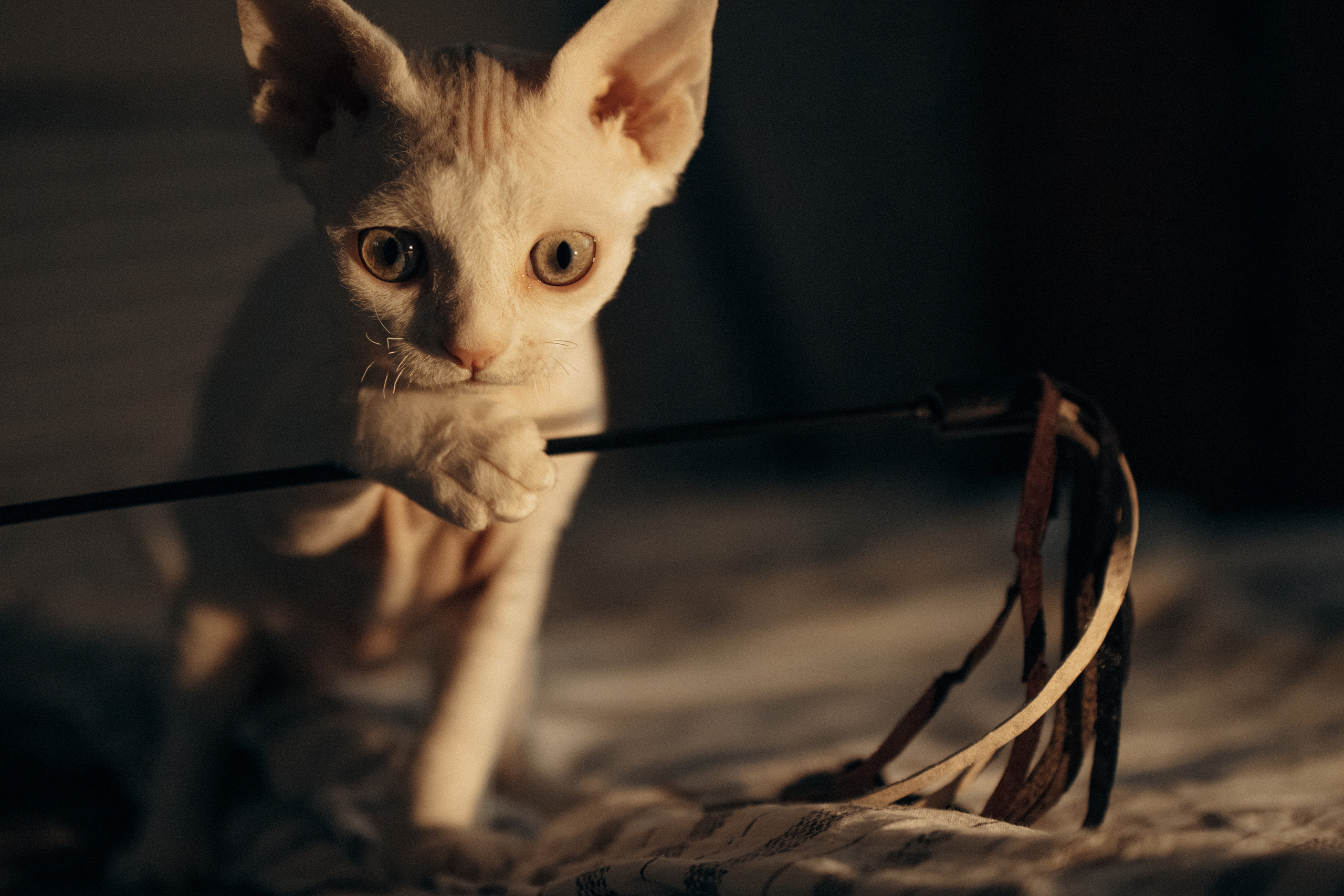 Этери, Саша и Эвия. Фотораф — анималист Мария Шистка