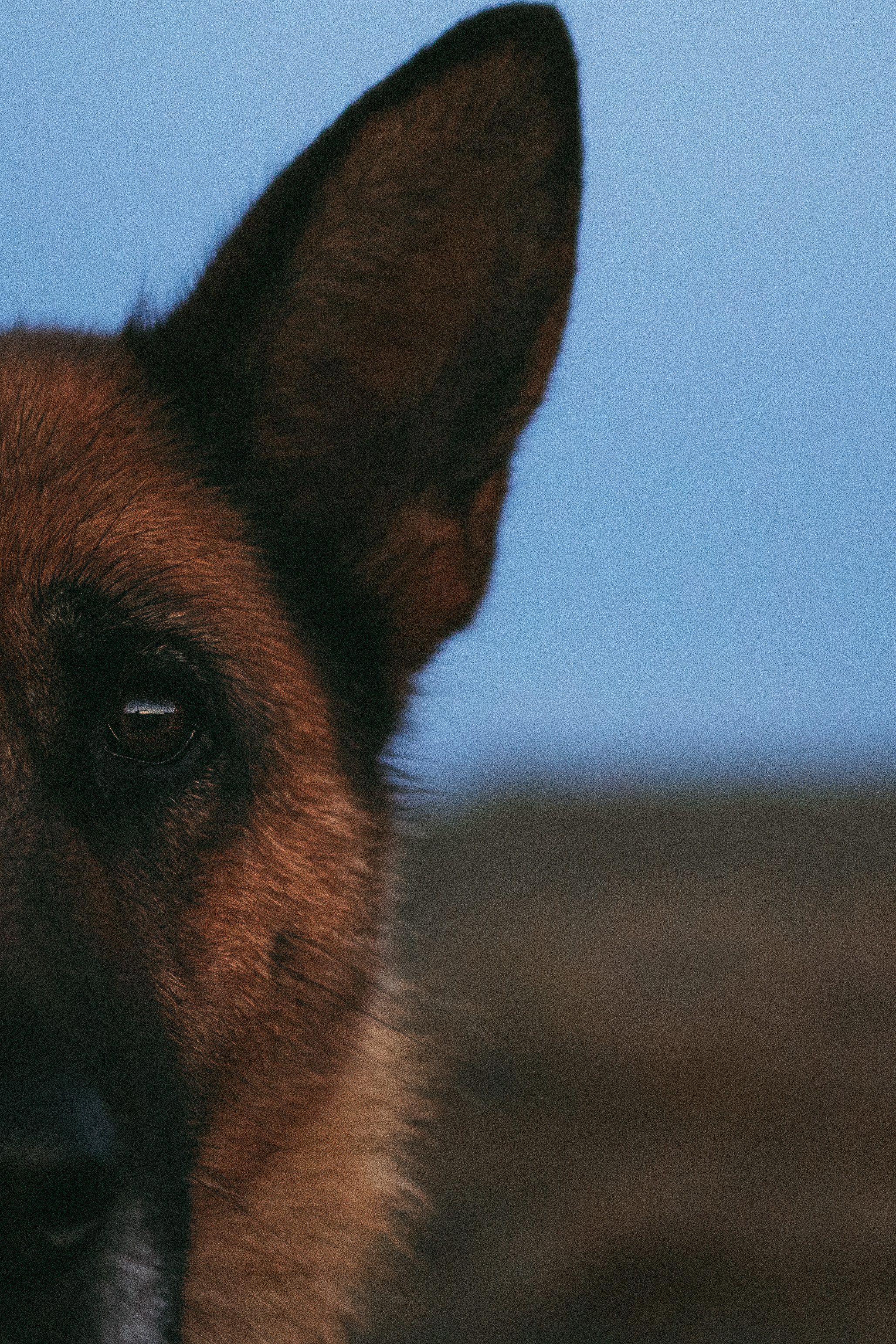 Девочки и рассвет. Фотораф — анималист Мария Шистка