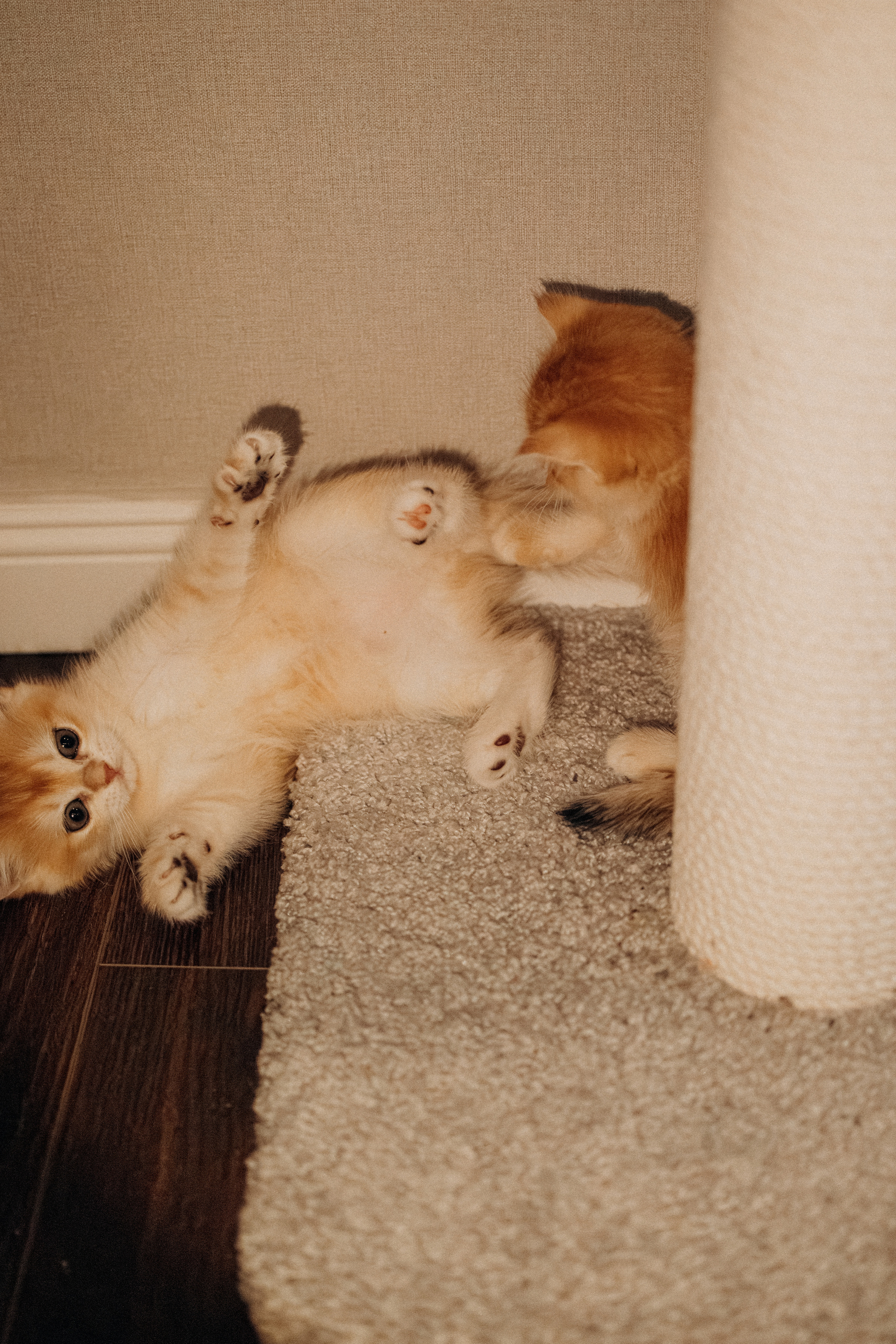 Илья, Люба и котики. Фотораф — анималист Мария Шистка