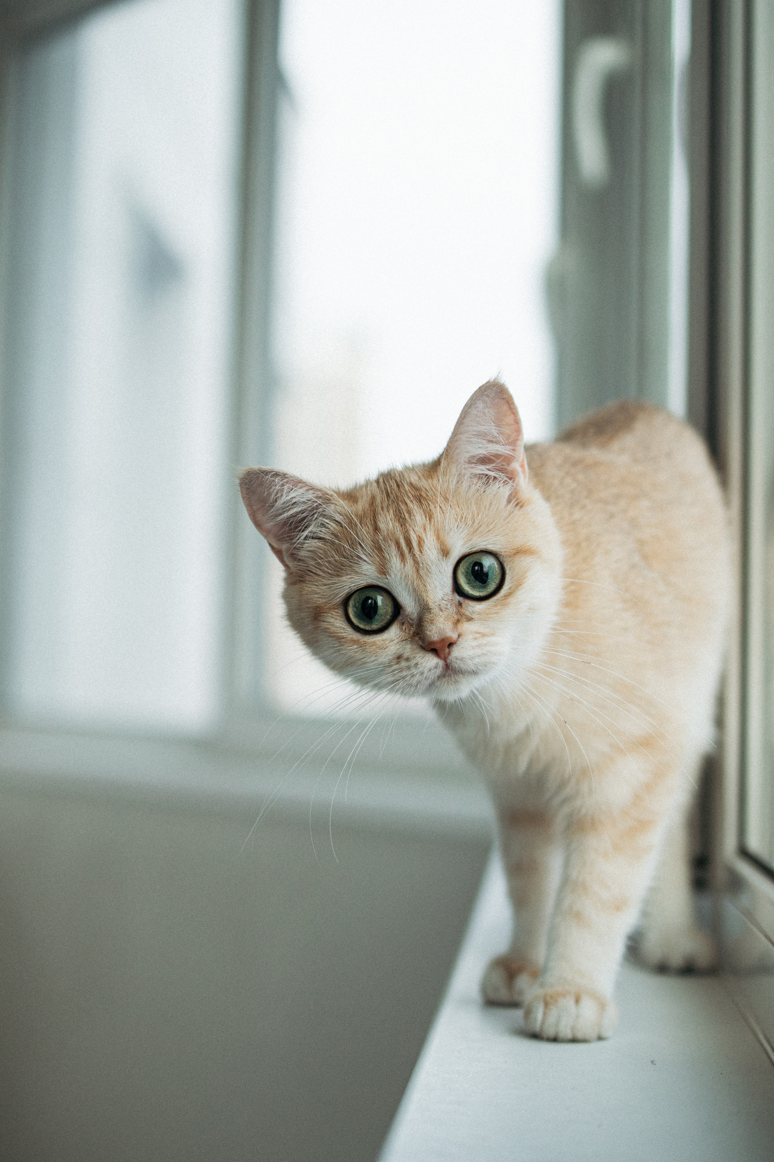 Илья, Люба и котики. Фотораф — анималист Мария Шистка