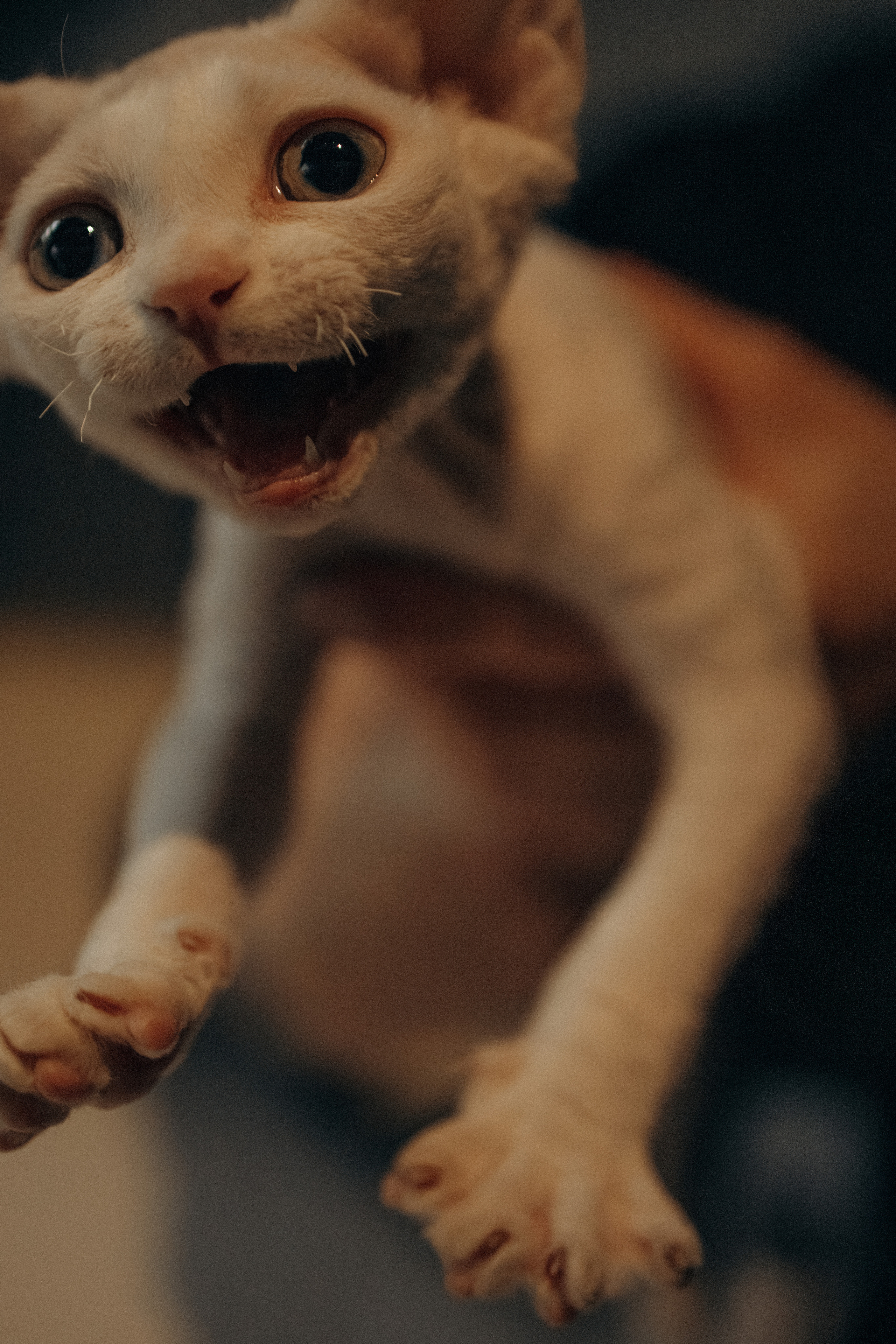 Этери, Саша и Эвия. Фотораф — анималист Мария Шистка