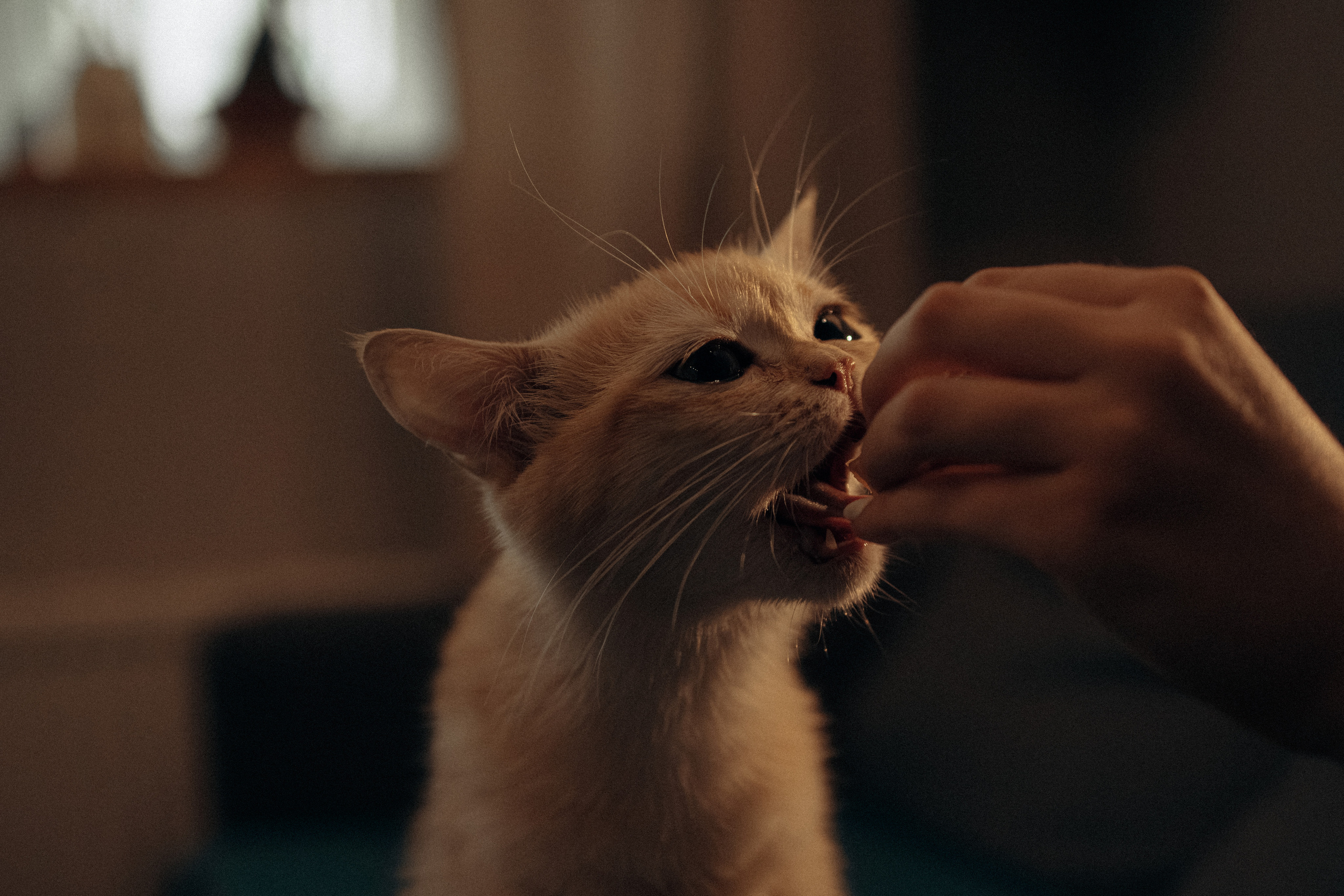 Илья, Люба и котики. Фотораф — анималист Мария Шистка