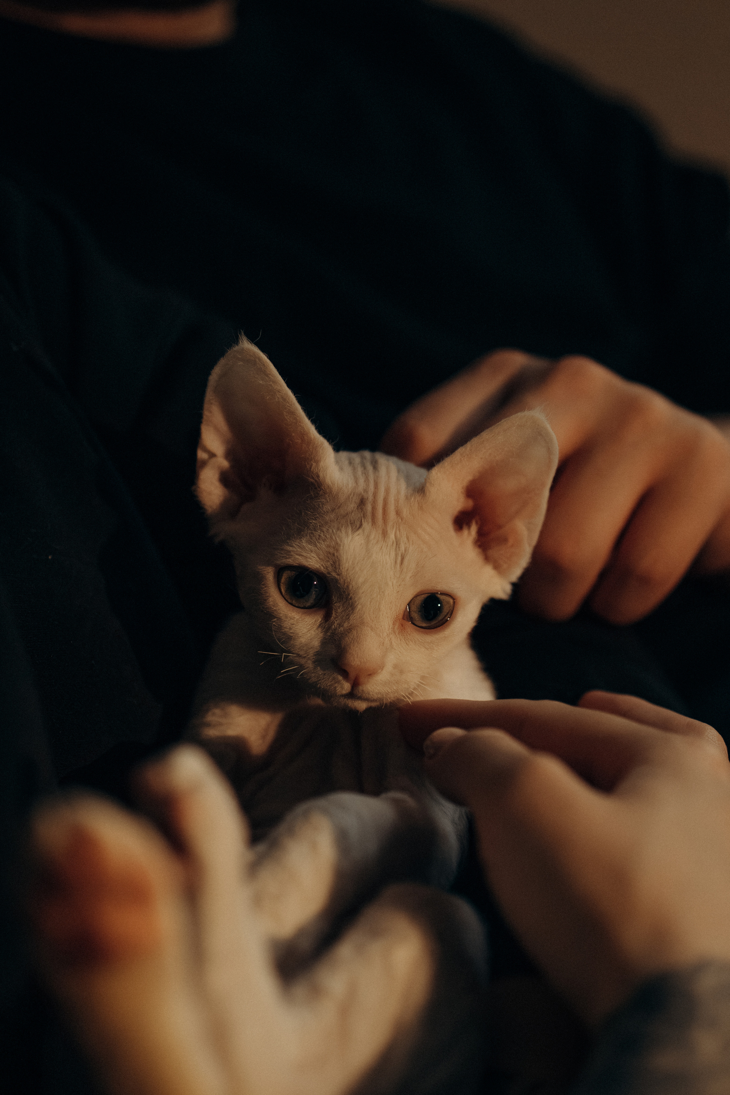 Этери, Саша и Эвия. Фотораф — анималист Мария Шистка