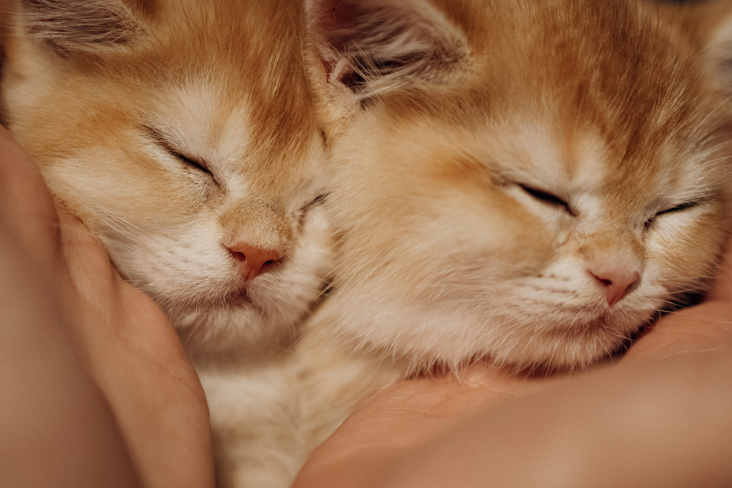 Илья, Люба и котики. Фотораф — анималист Мария Шистка