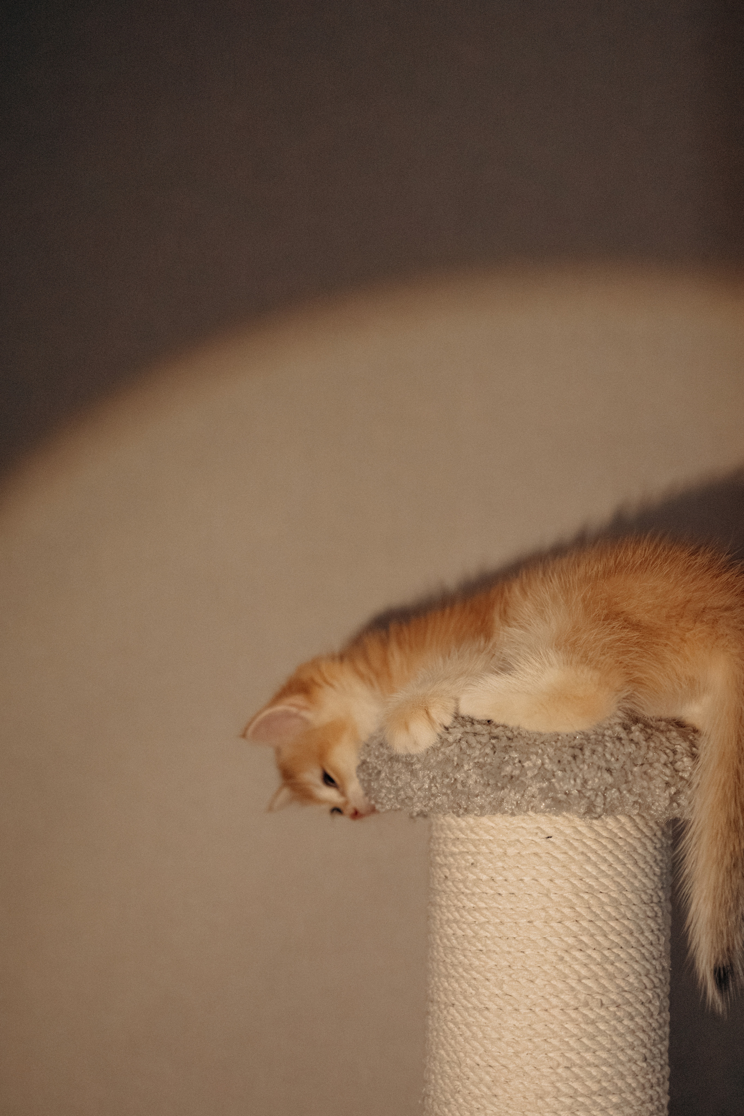 Илья, Люба и котики. Фотораф — анималист Мария Шистка