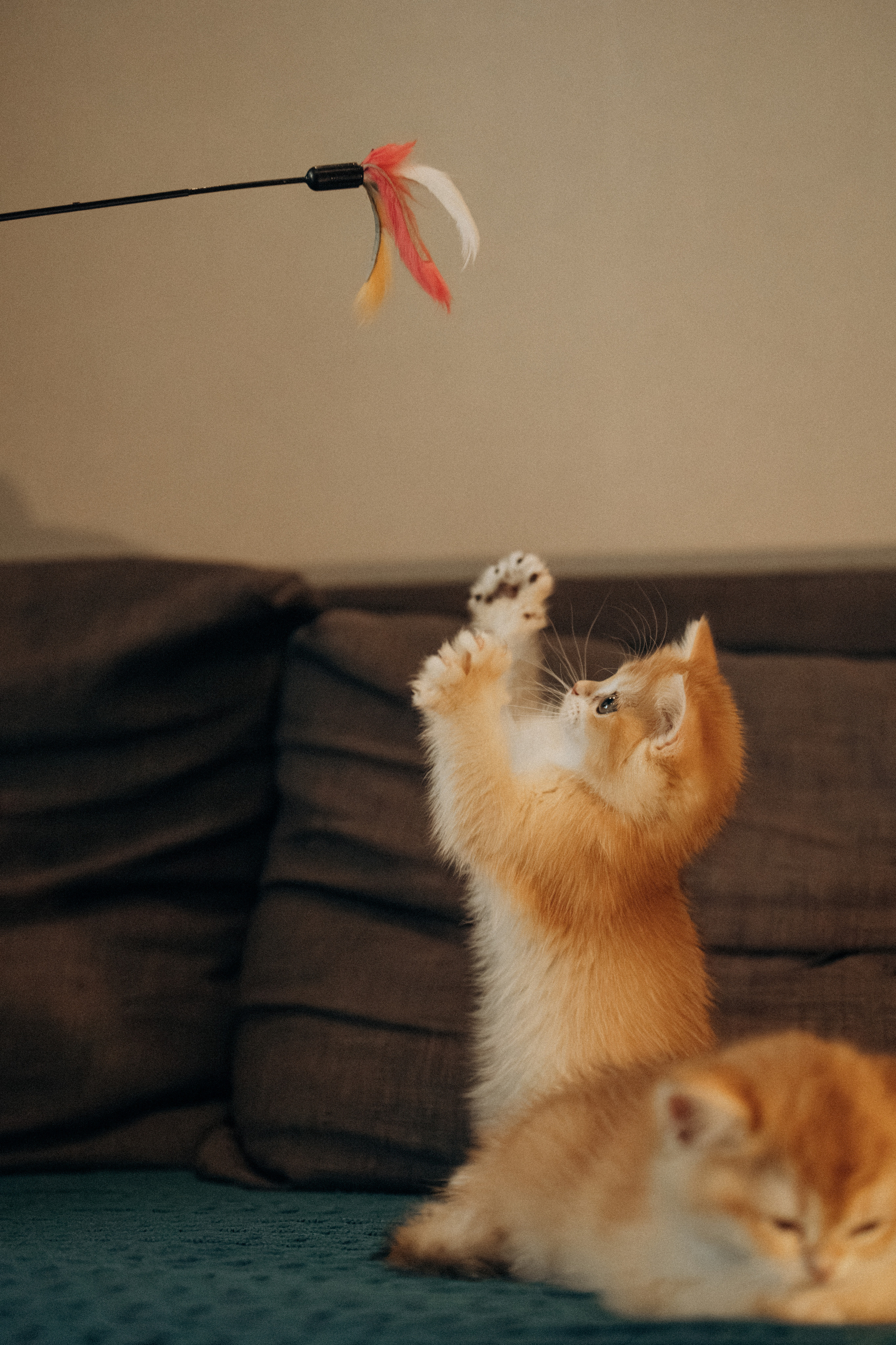 Илья, Люба и котики. Фотораф — анималист Мария Шистка