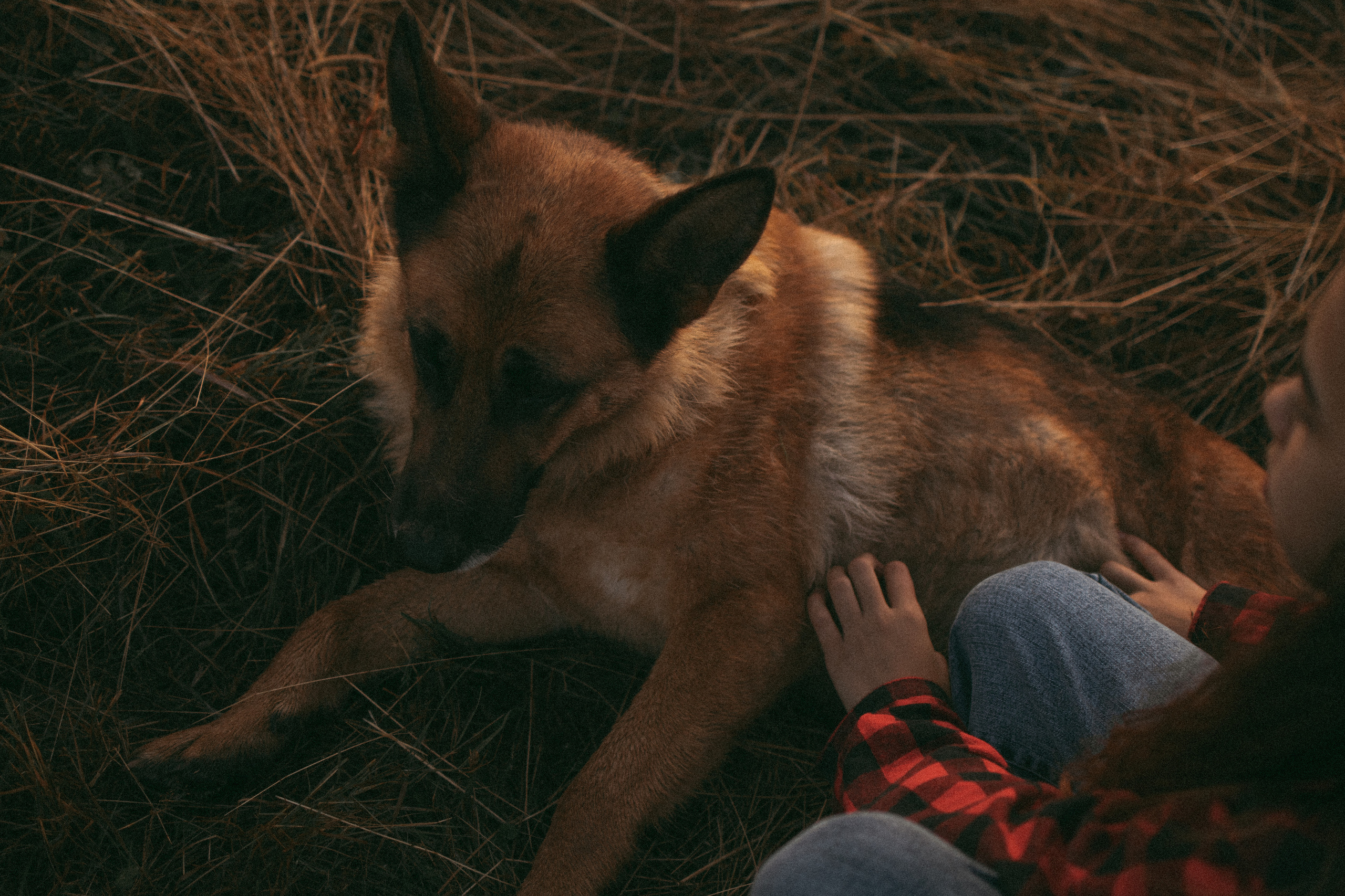 Девочки и рассвет. Фотораф — анималист Мария Шистка