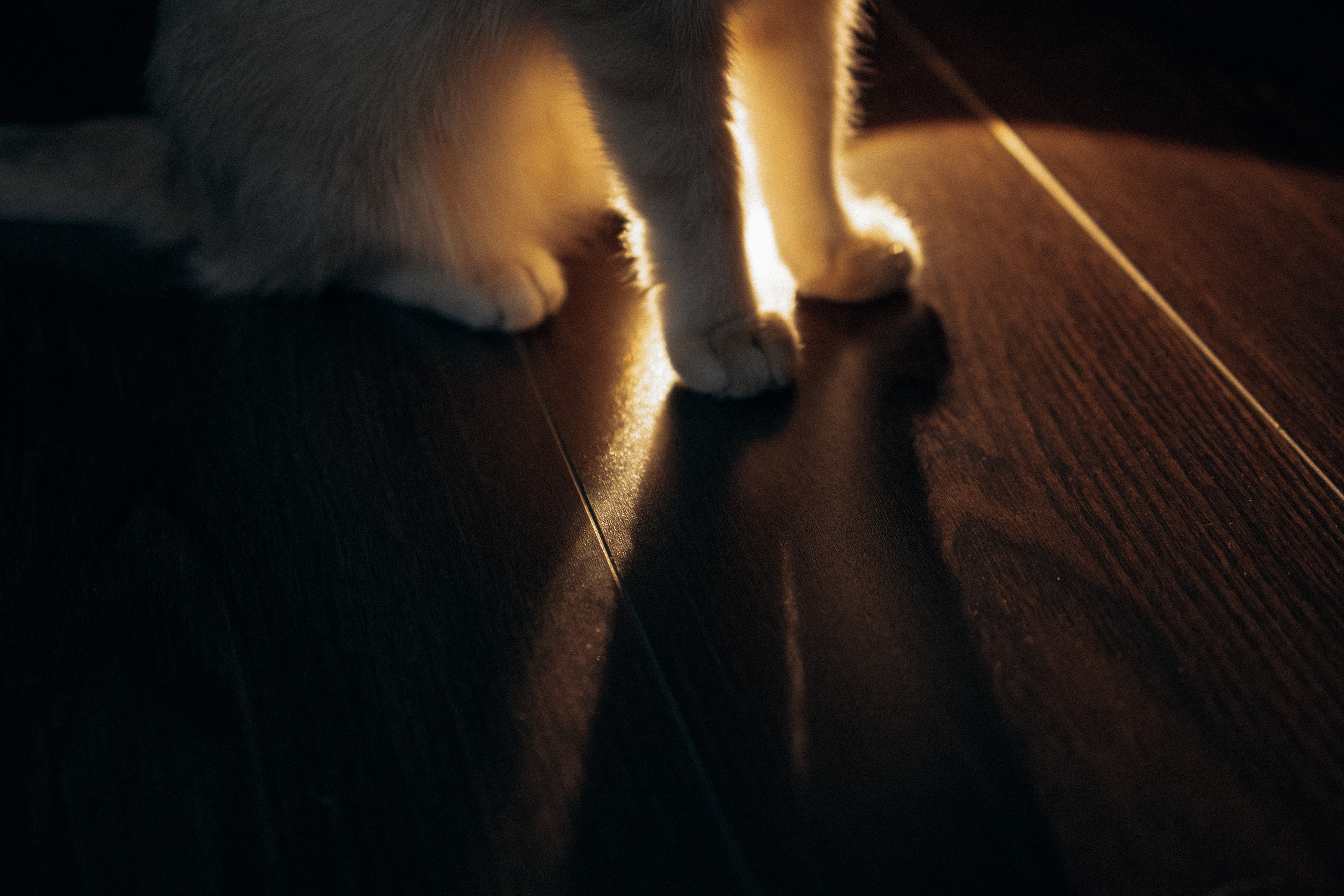 Илья, Люба и котики. Фотораф — анималист Мария Шистка