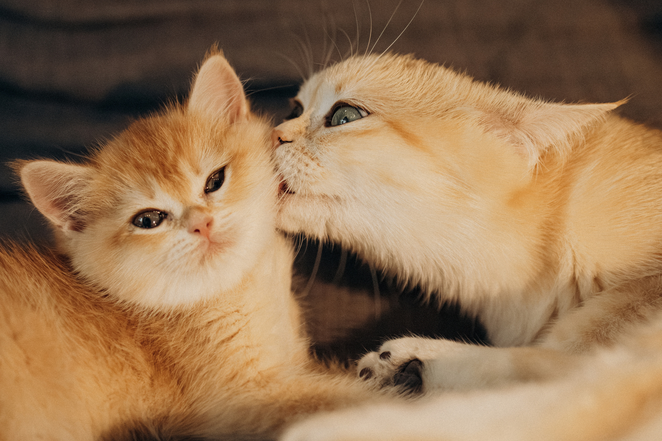 Илья, Люба и котики. Фотораф — анималист Мария Шистка