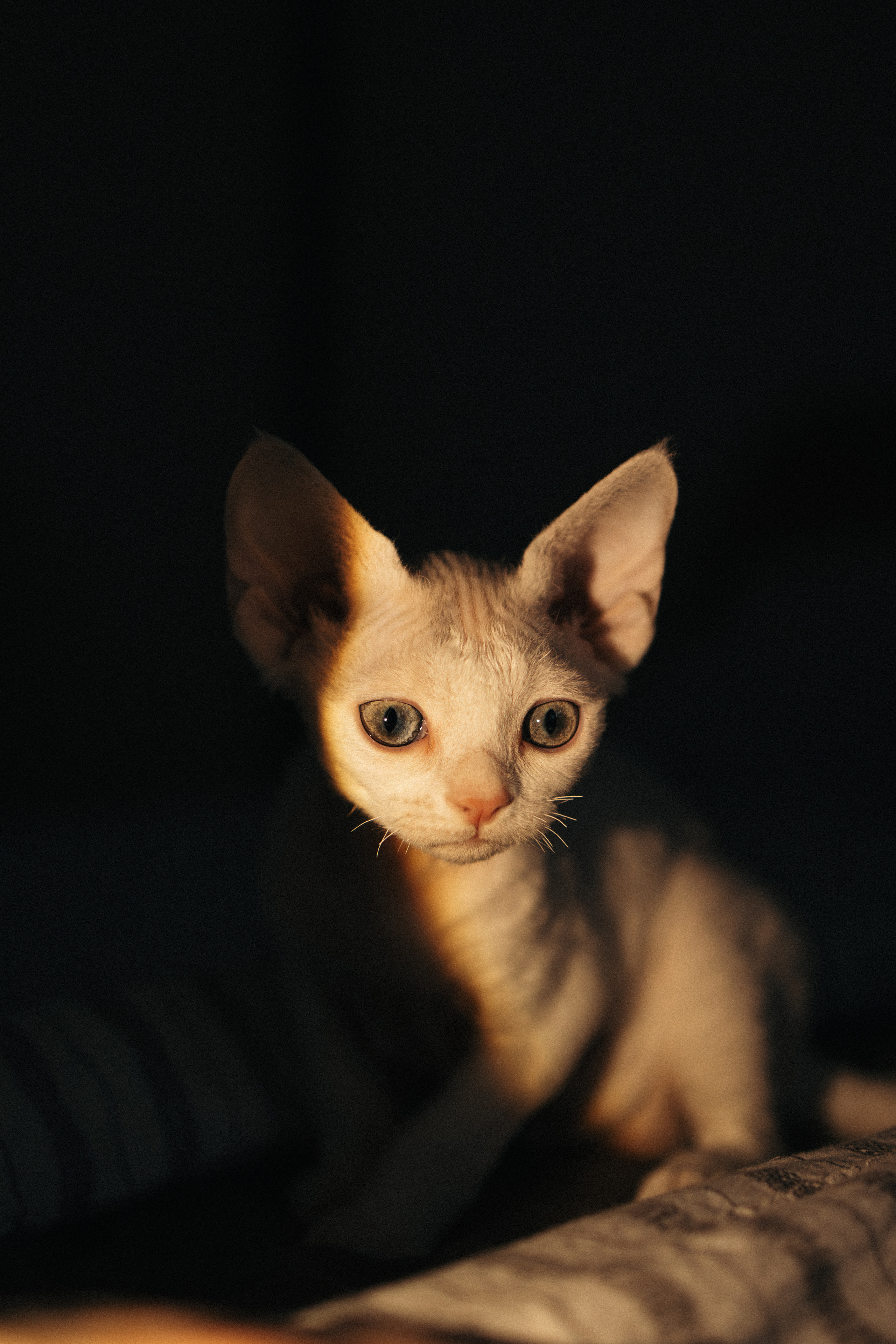 Этери, Саша и Эвия. Фотораф — анималист Мария Шистка