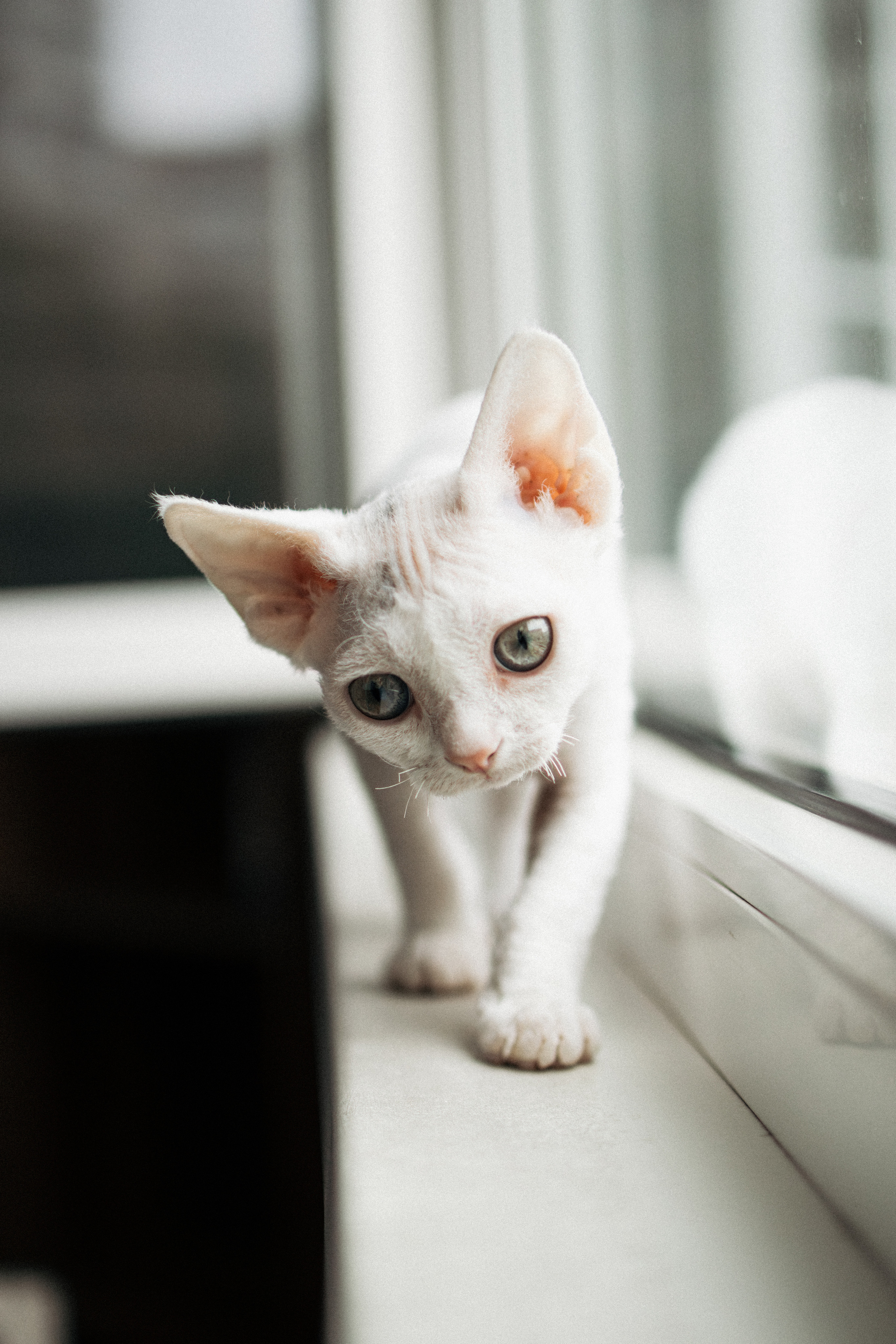 Этери, Саша и Эвия. Фотораф — анималист Мария Шистка