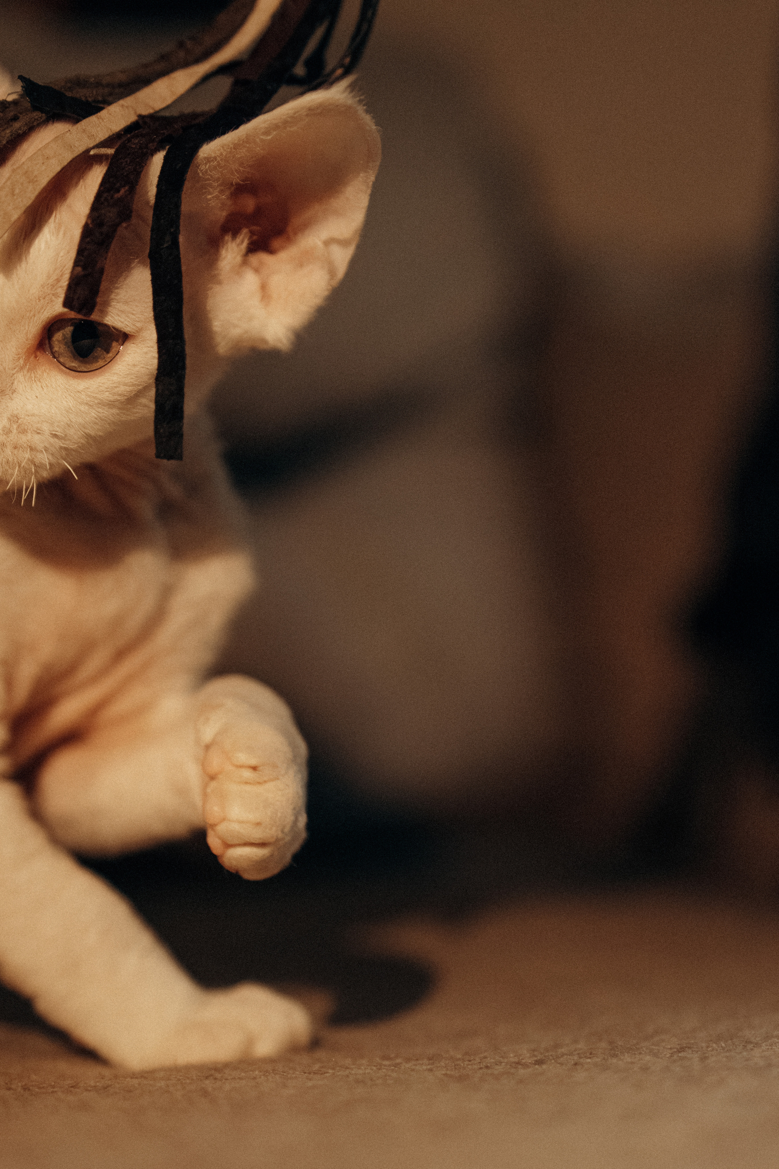 Этери, Саша и Эвия. Фотораф — анималист Мария Шистка