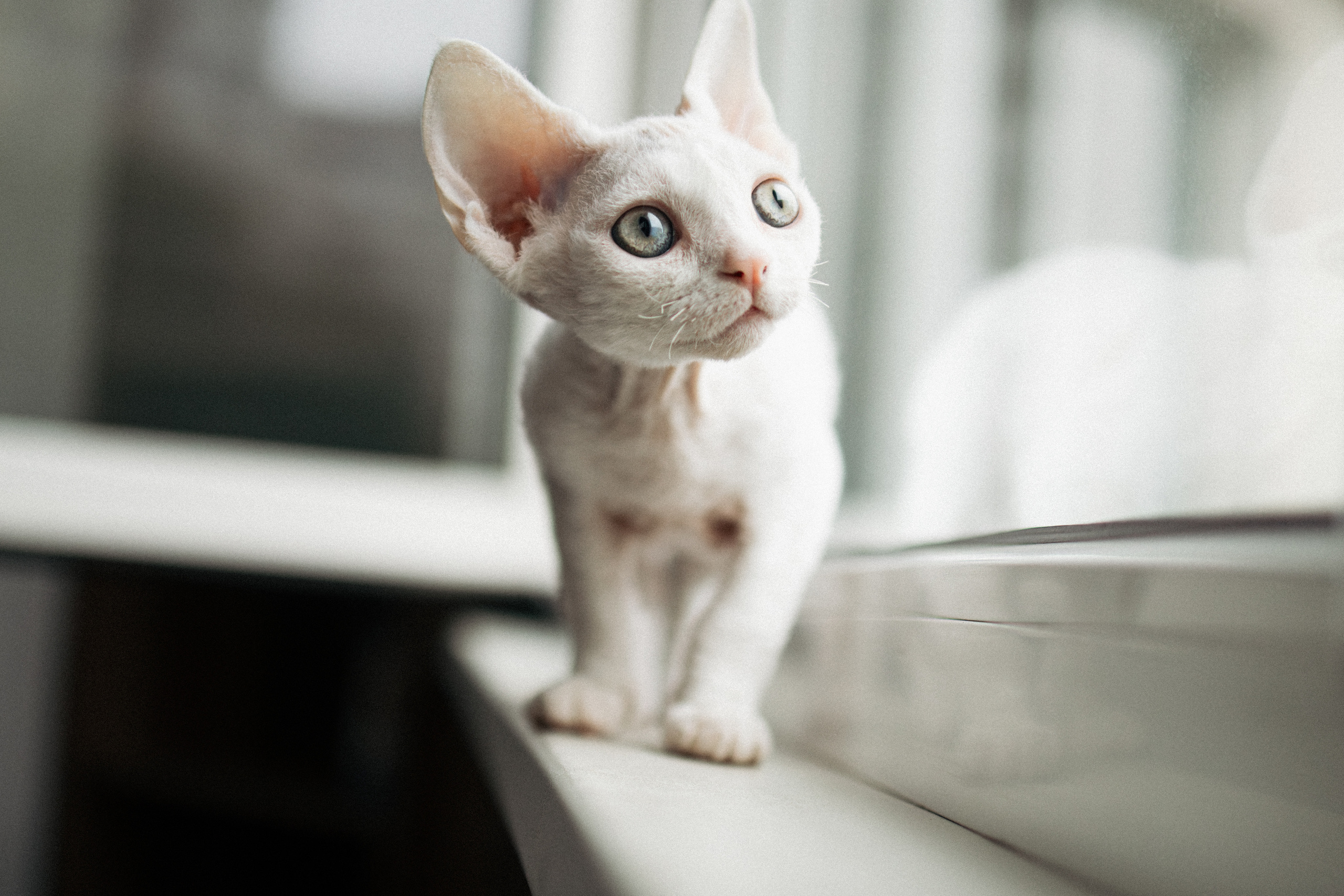 Этери, Саша и Эвия. Фотораф — анималист Мария Шистка