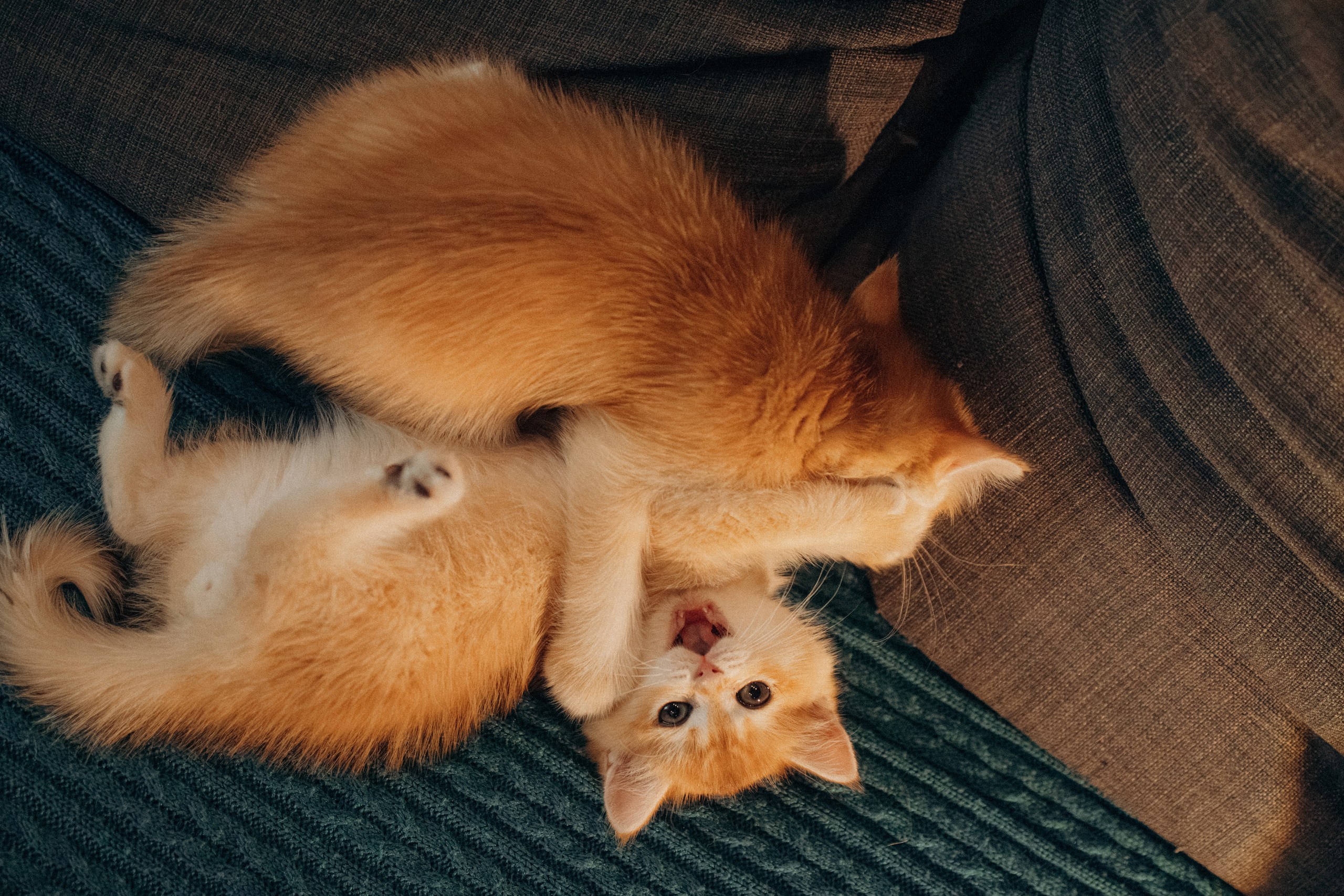 Илья, Люба и котики. Фотораф — анималист Мария Шистка