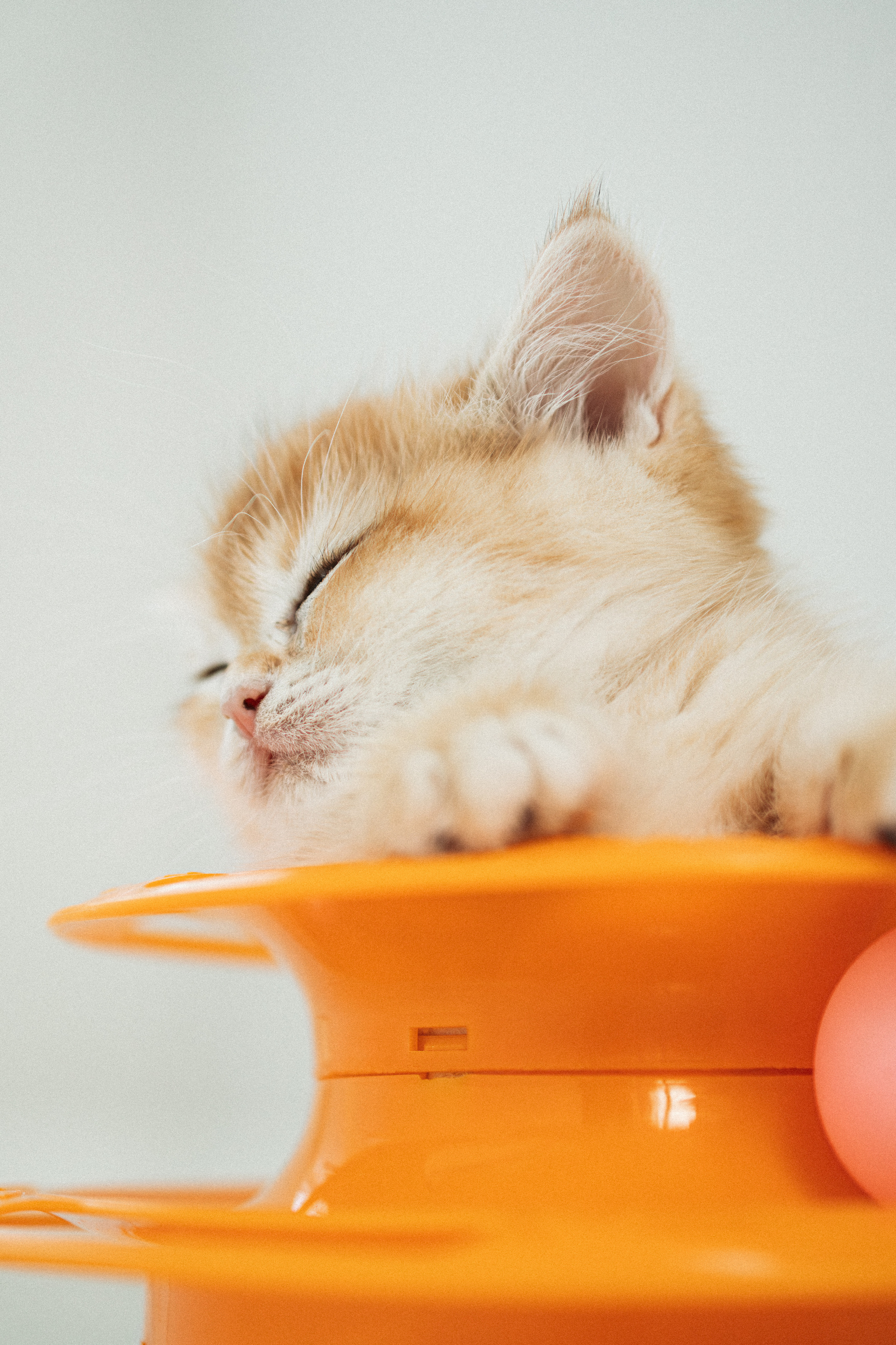 Илья, Люба и котики. Фотораф — анималист Мария Шистка