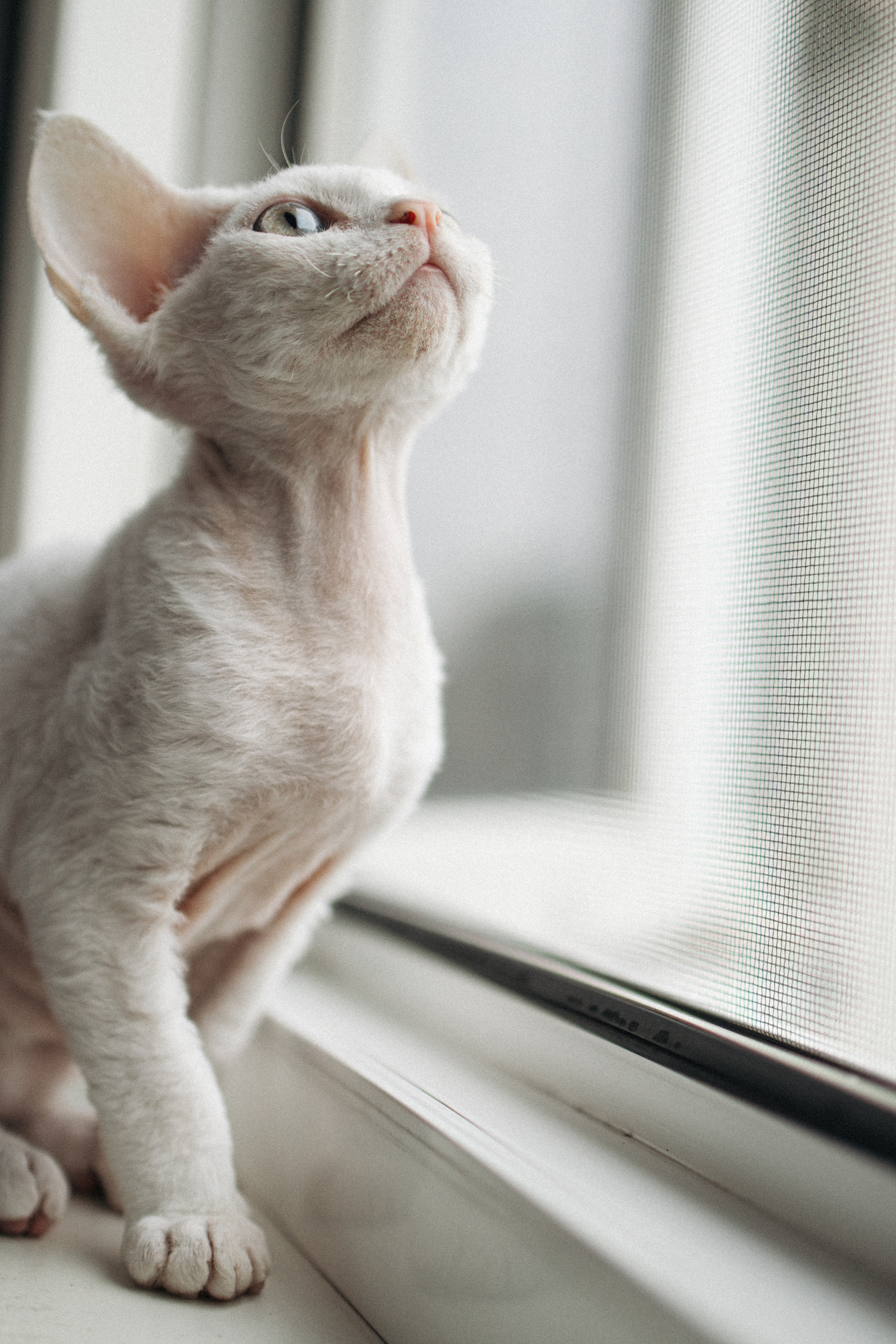 Этери, Саша и Эвия. Фотораф — анималист Мария Шистка