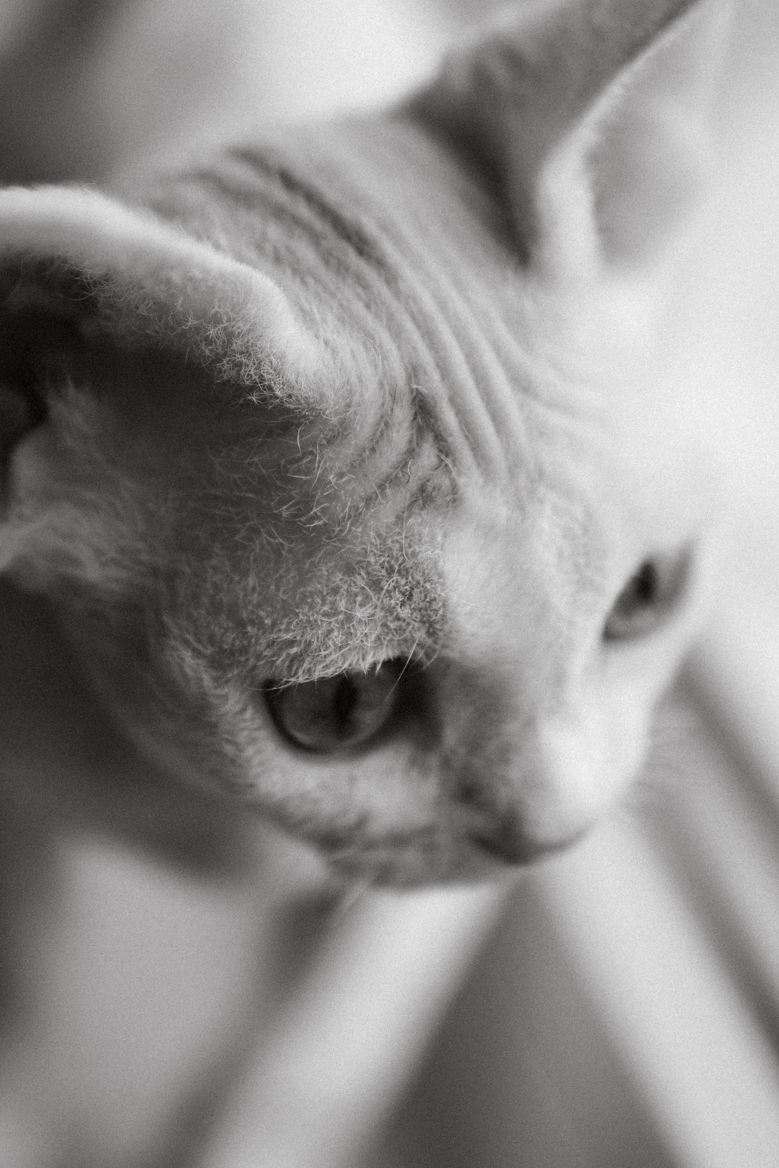 Этери, Саша и Эвия. Фотораф — анималист Мария Шистка