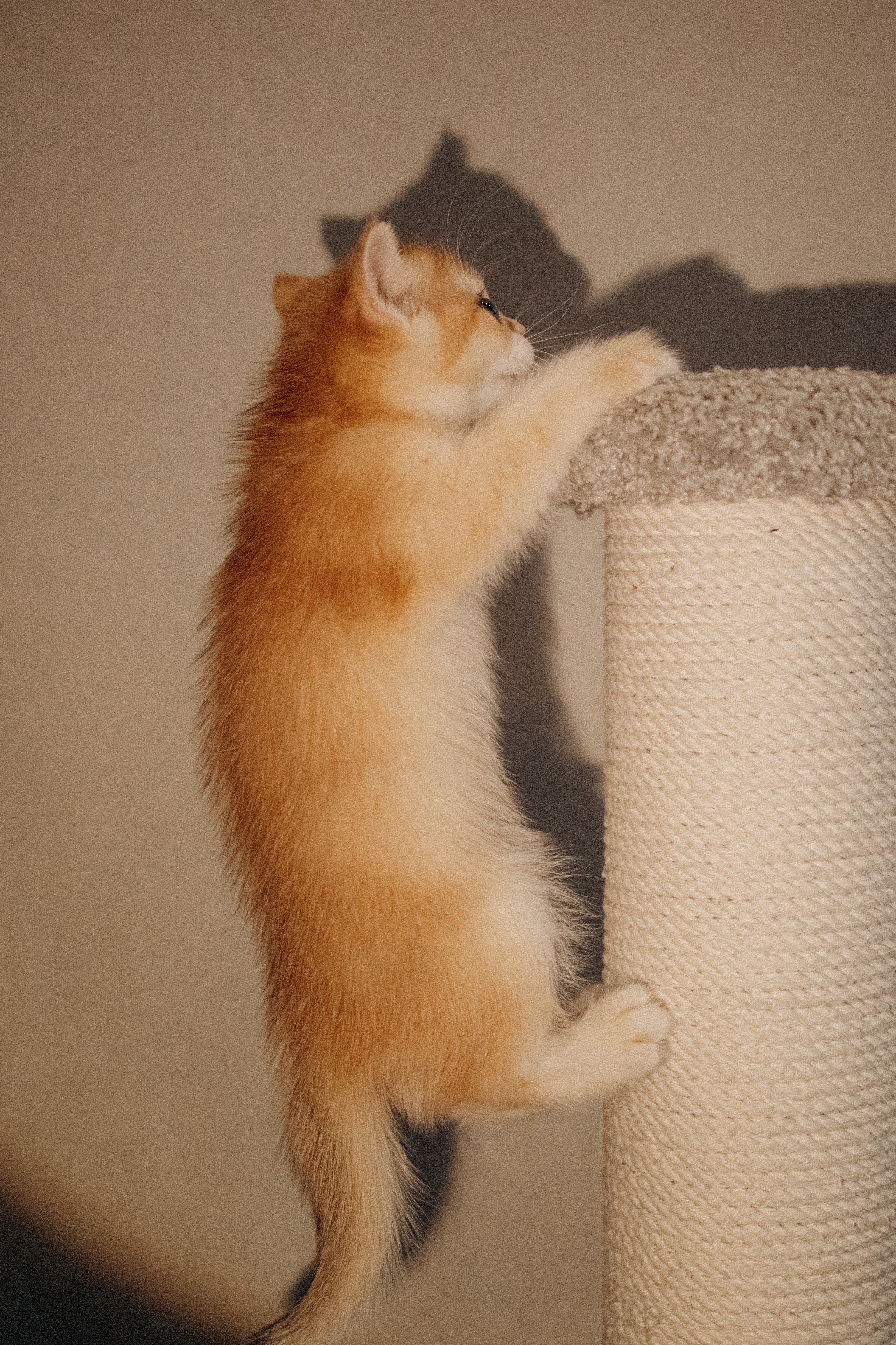 Илья, Люба и котики. Фотораф — анималист Мария Шистка