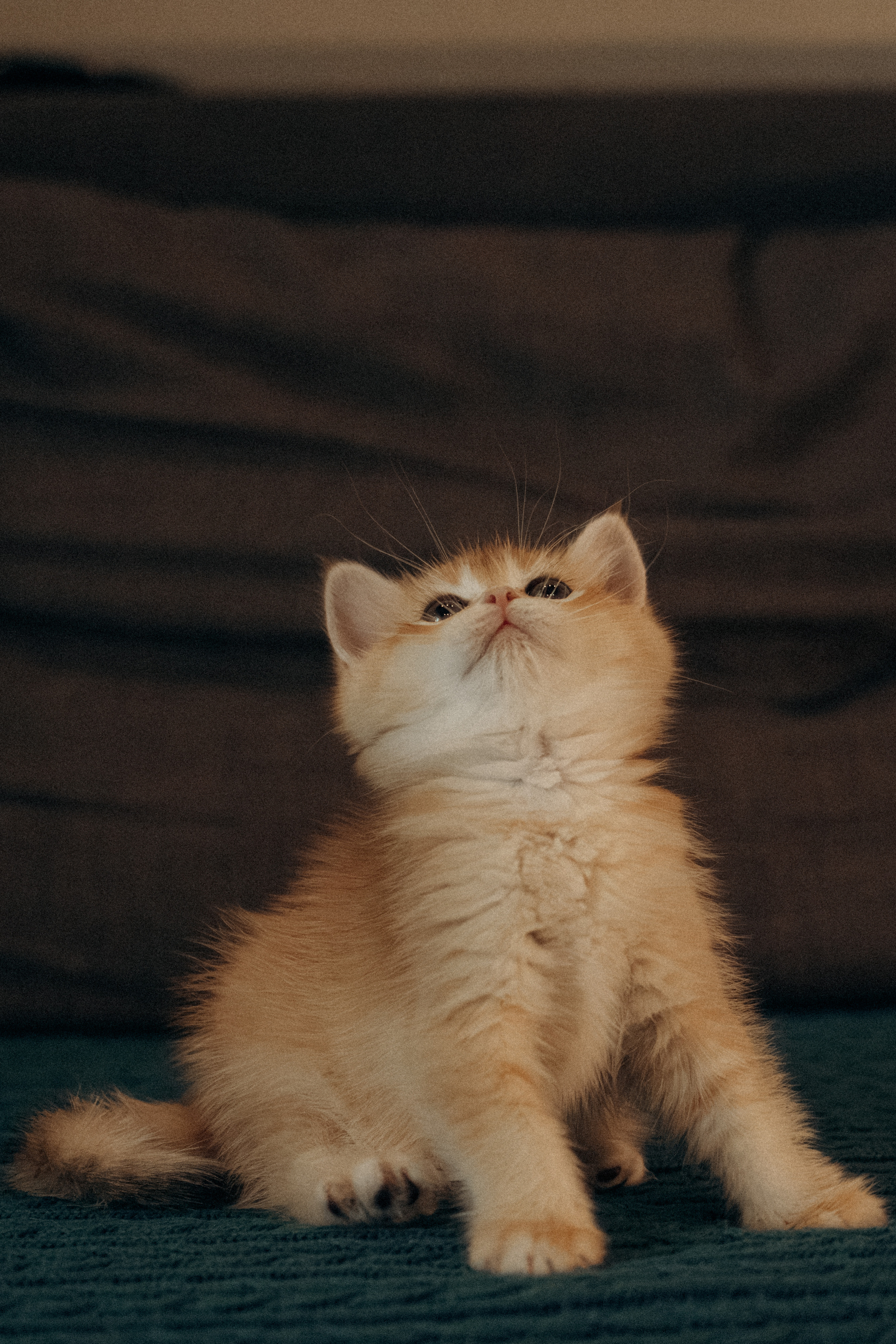 Илья, Люба и котики. Фотораф — анималист Мария Шистка