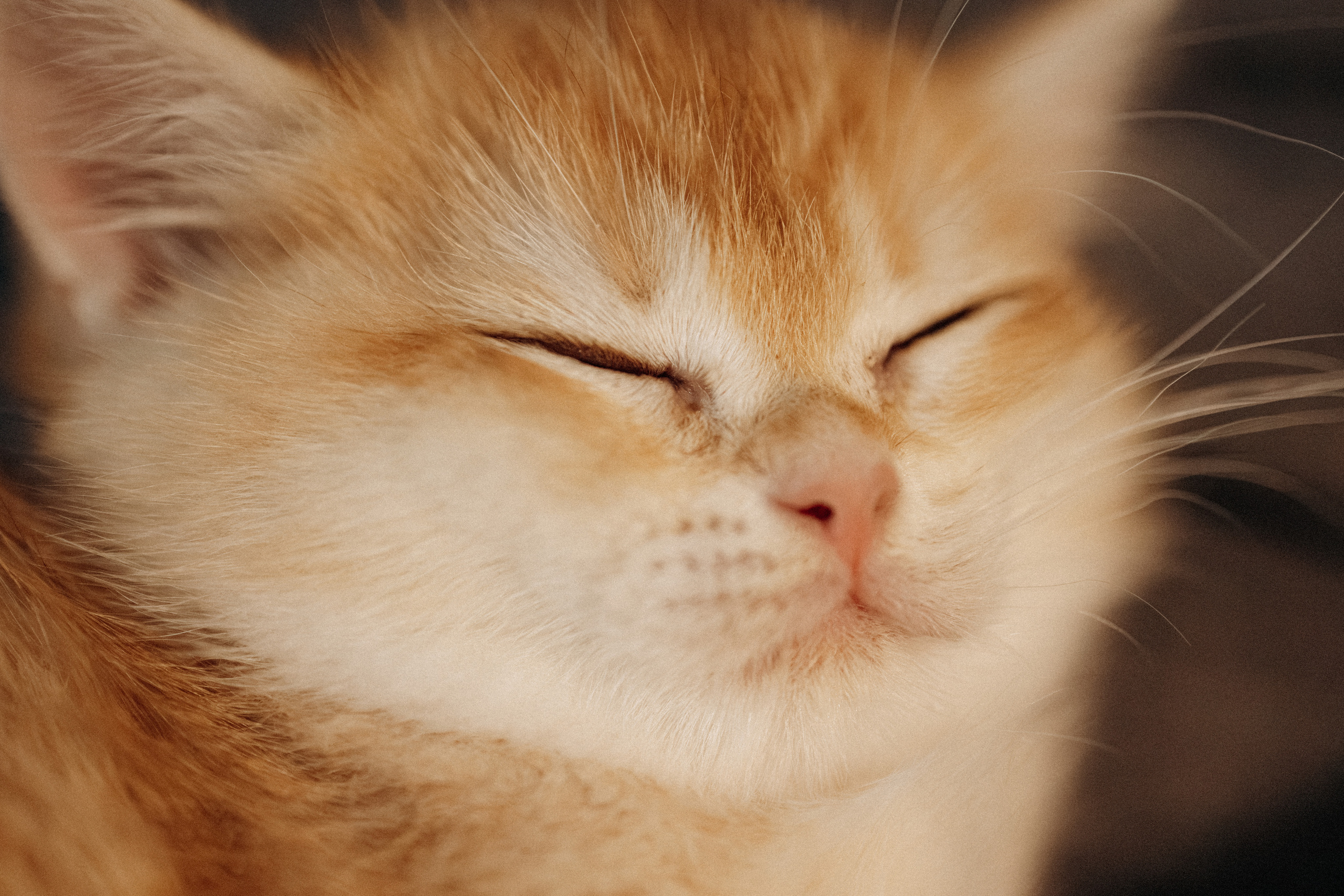 Илья, Люба и котики. Фотораф — анималист Мария Шистка