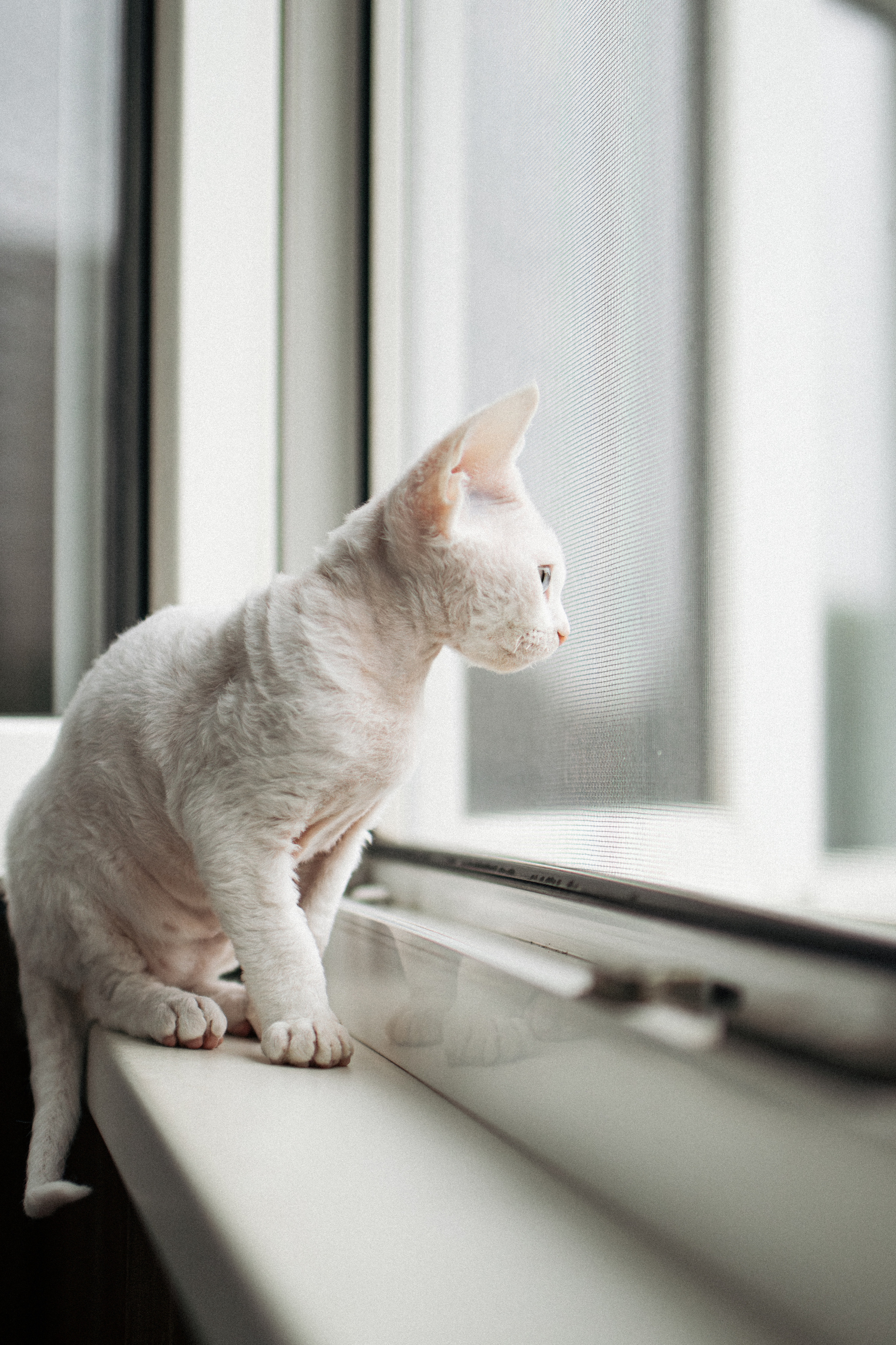 Этери, Саша и Эвия. Фотораф — анималист Мария Шистка