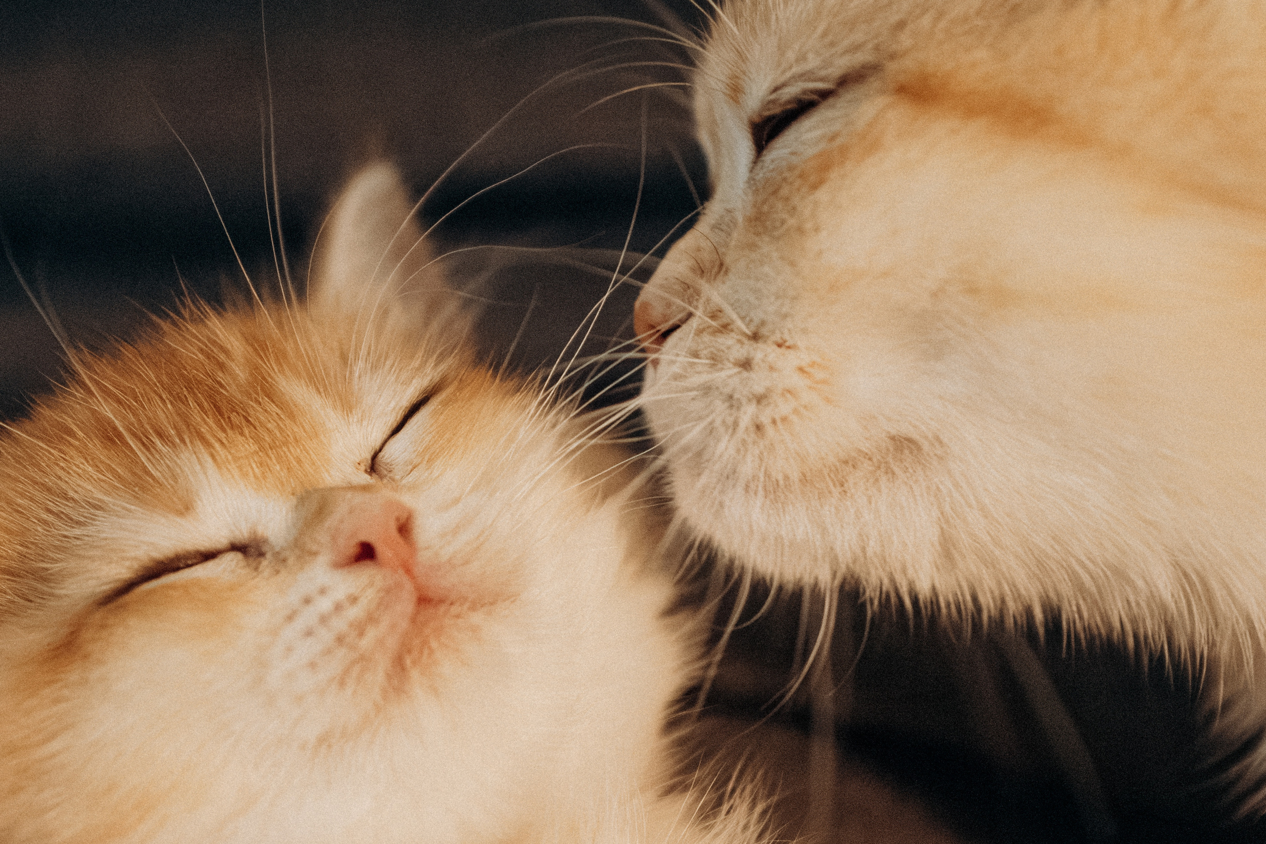 Илья, Люба и котики. Фотораф — анималист Мария Шистка