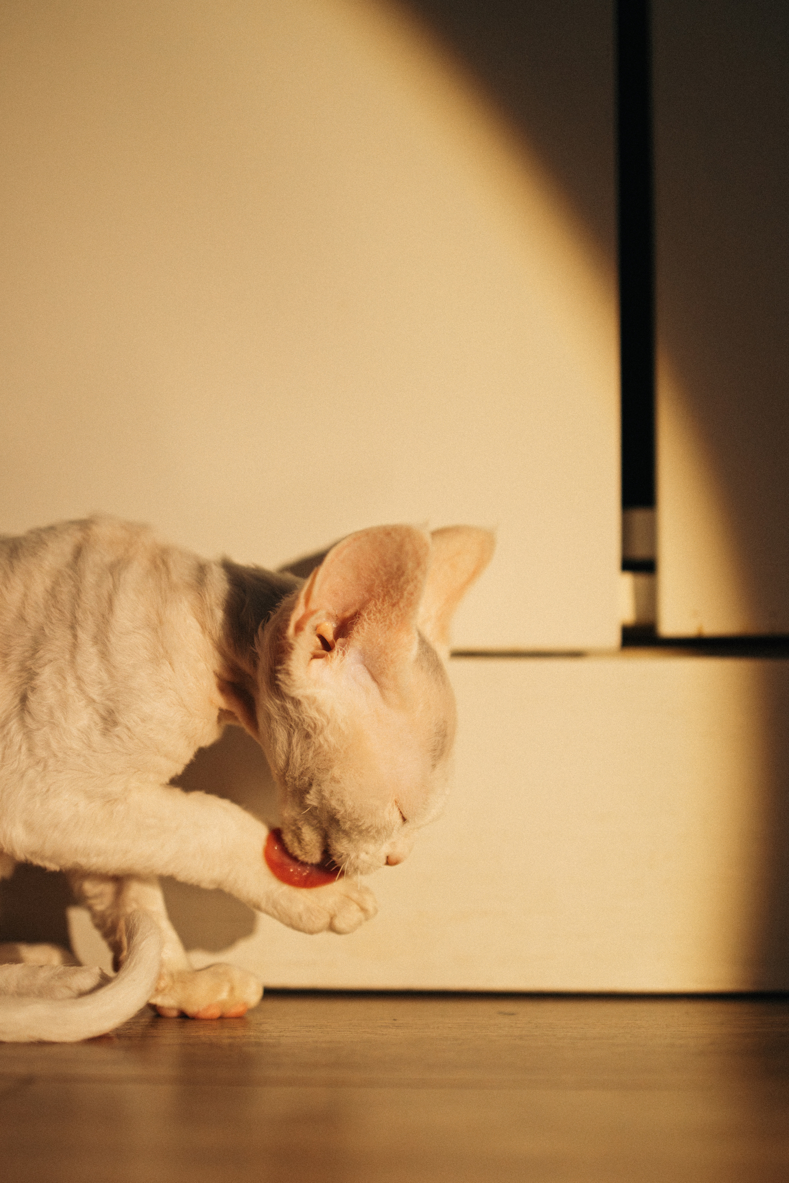 Этери, Саша и Эвия. Фотораф — анималист Мария Шистка