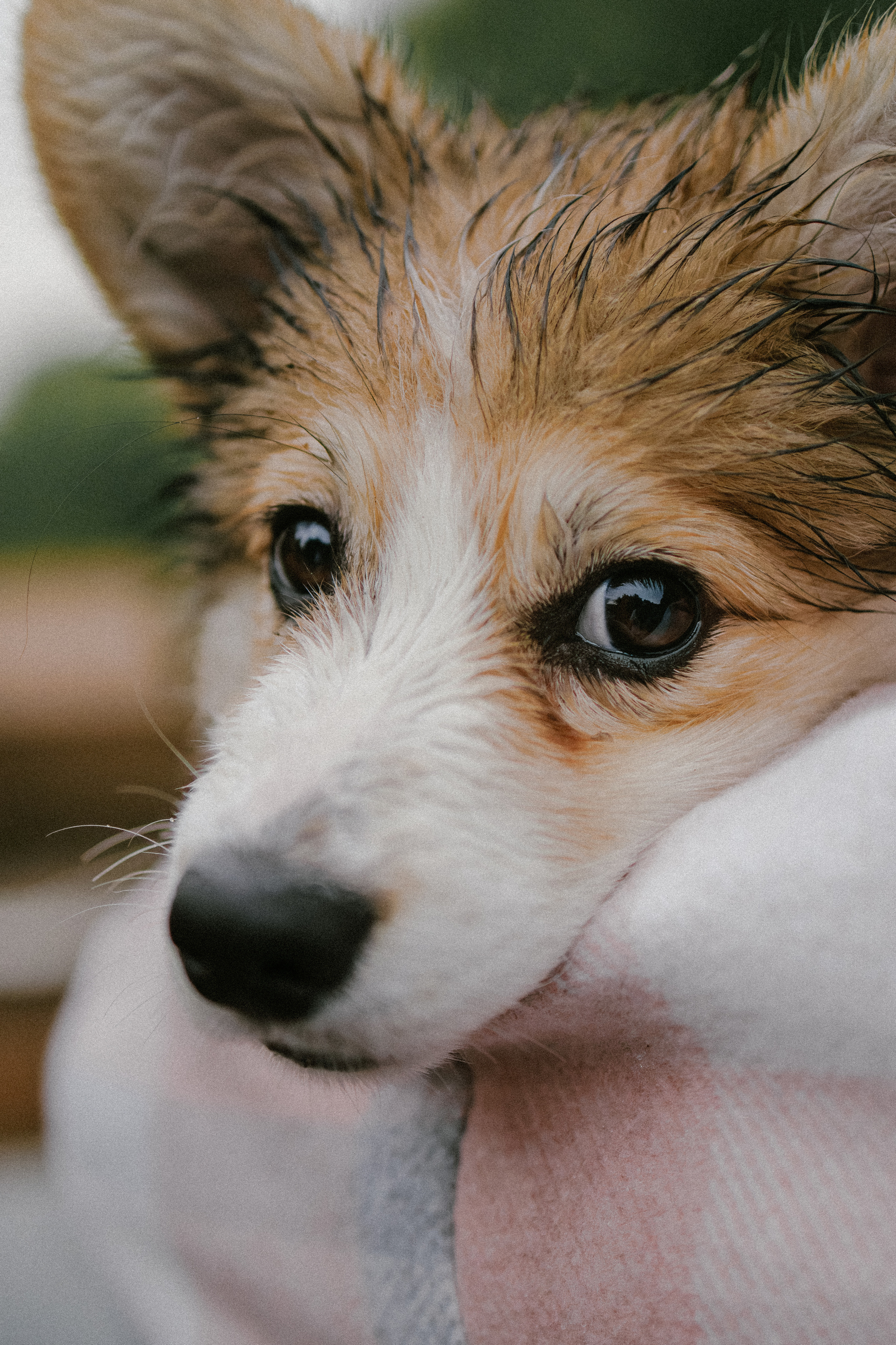 Влада и Мишель. Фотораф — анималист Мария Шистка