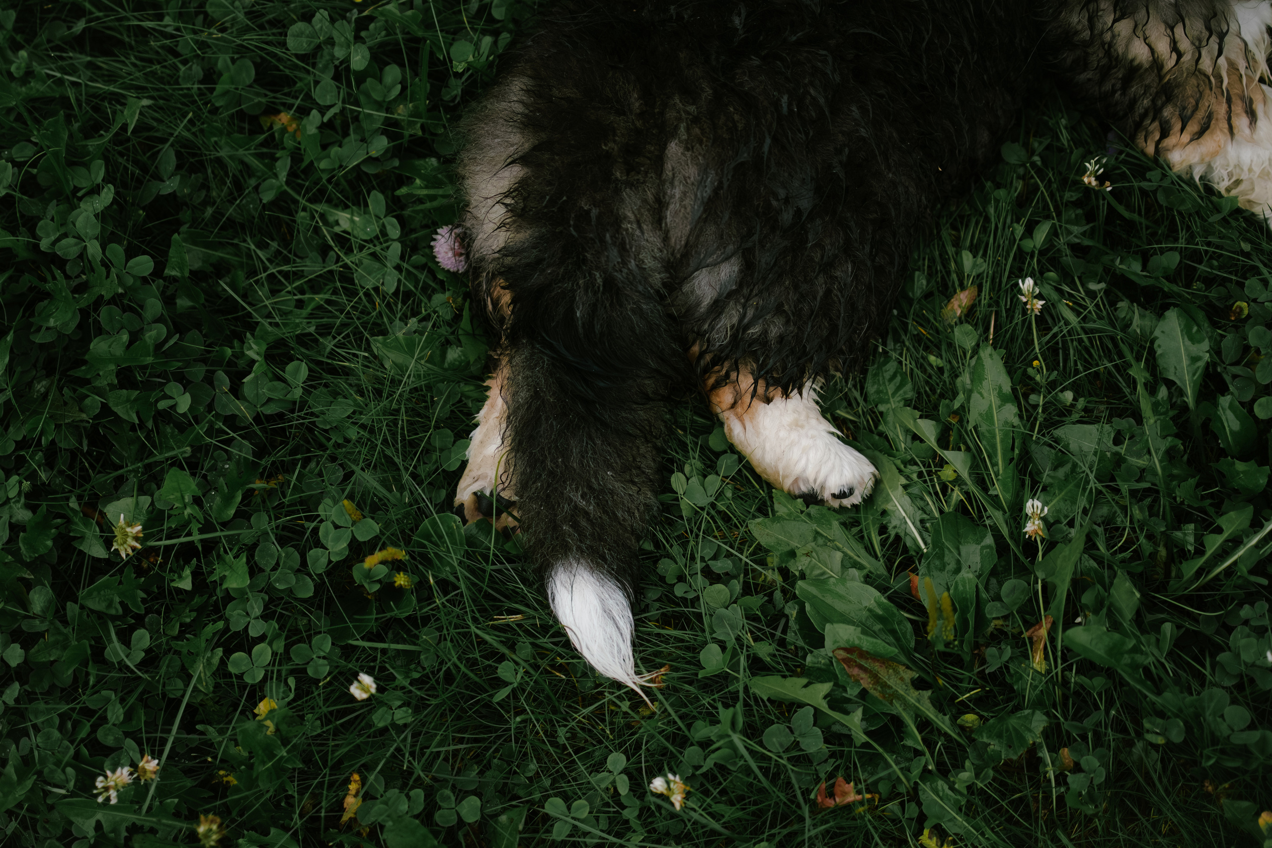 Влада и Мишель. Фотораф — анималист Мария Шистка