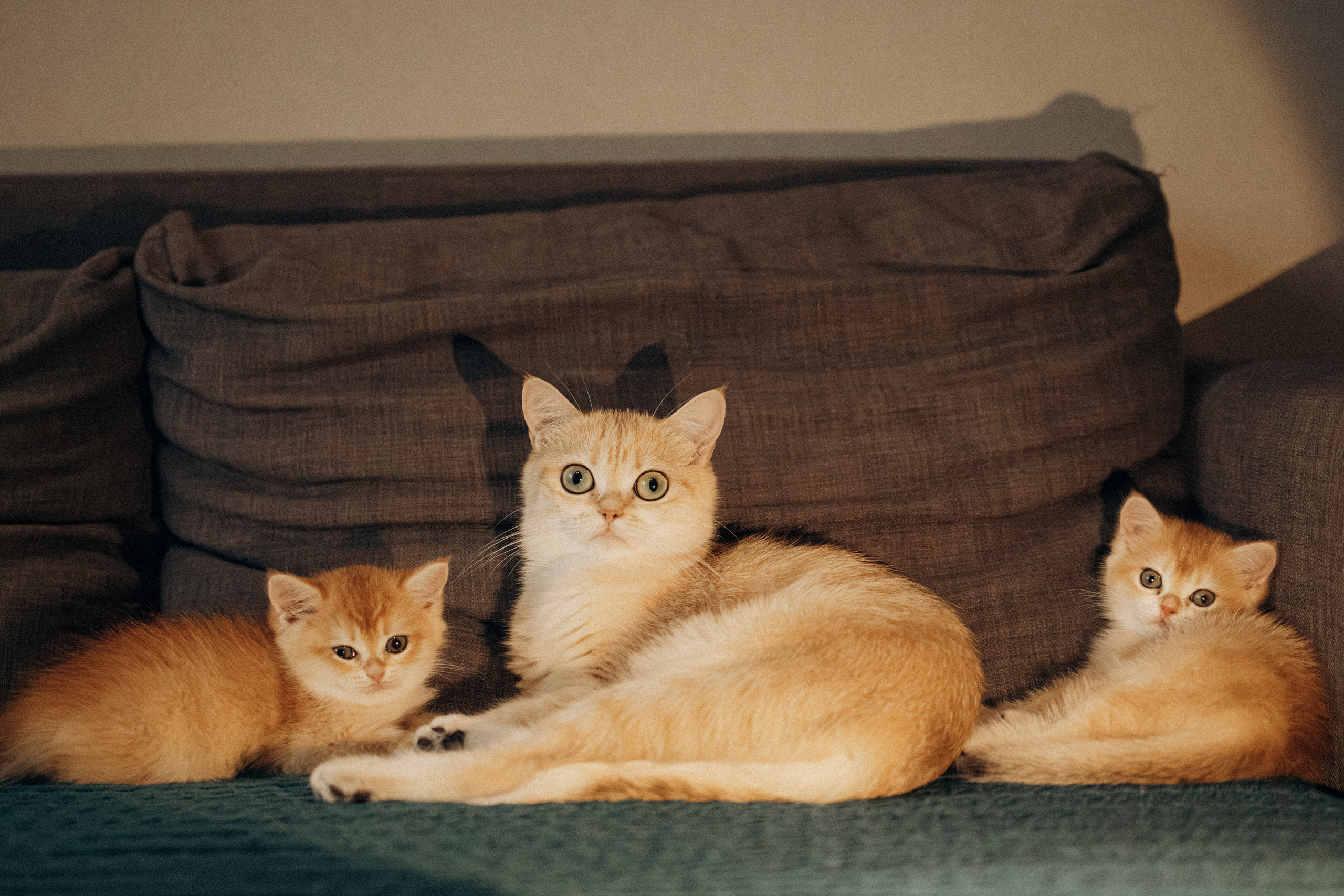 Илья, Люба и котики. Фотораф — анималист Мария Шистка