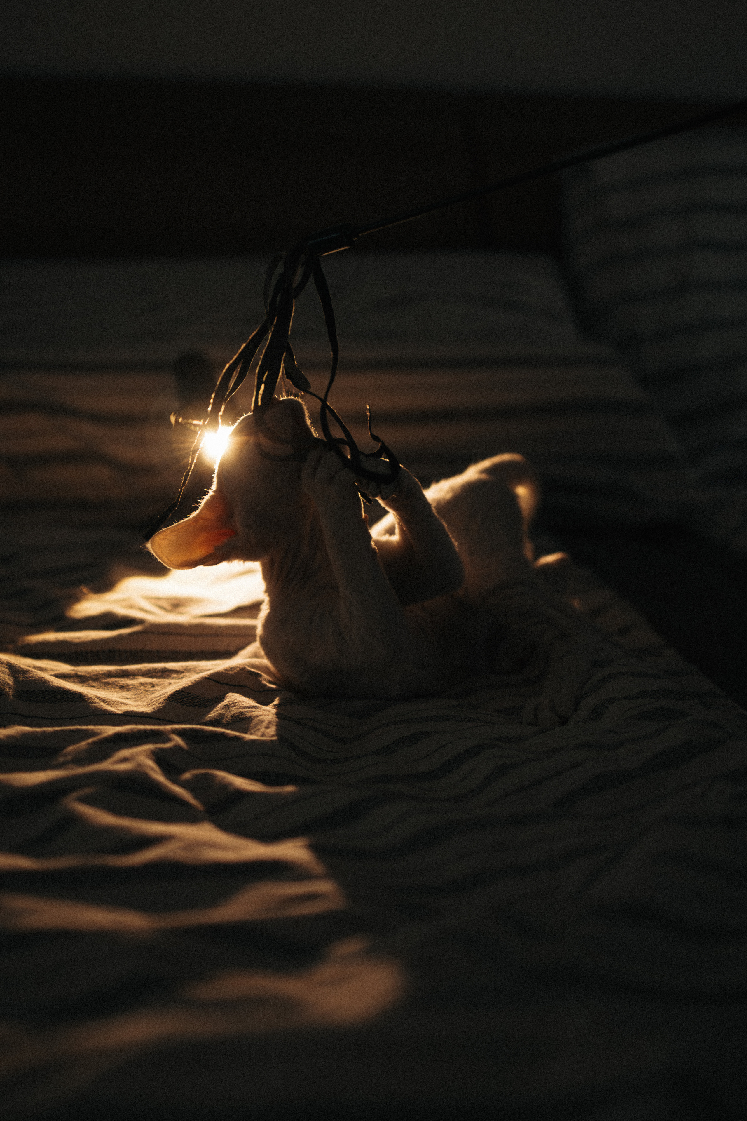 Этери, Саша и Эвия. Фотораф — анималист Мария Шистка