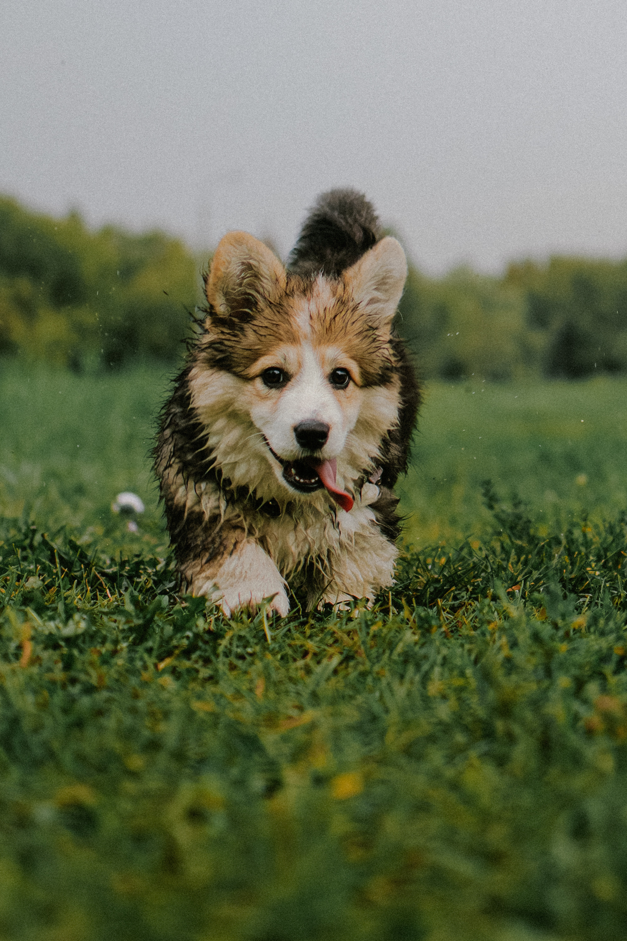 Влада и Мишель. Фотораф — анималист Мария Шистка