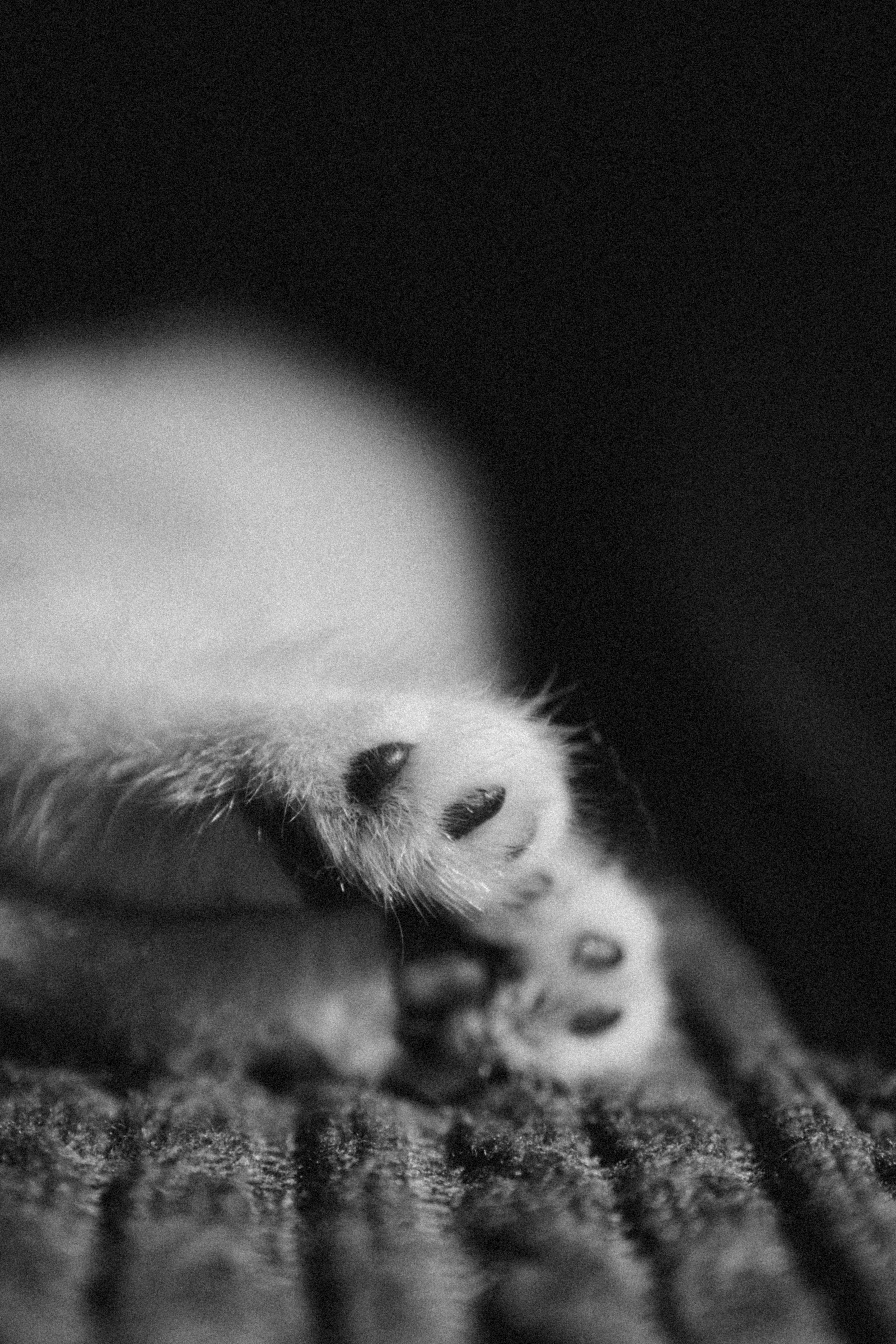 Илья, Люба и котики. Фотораф — анималист Мария Шистка