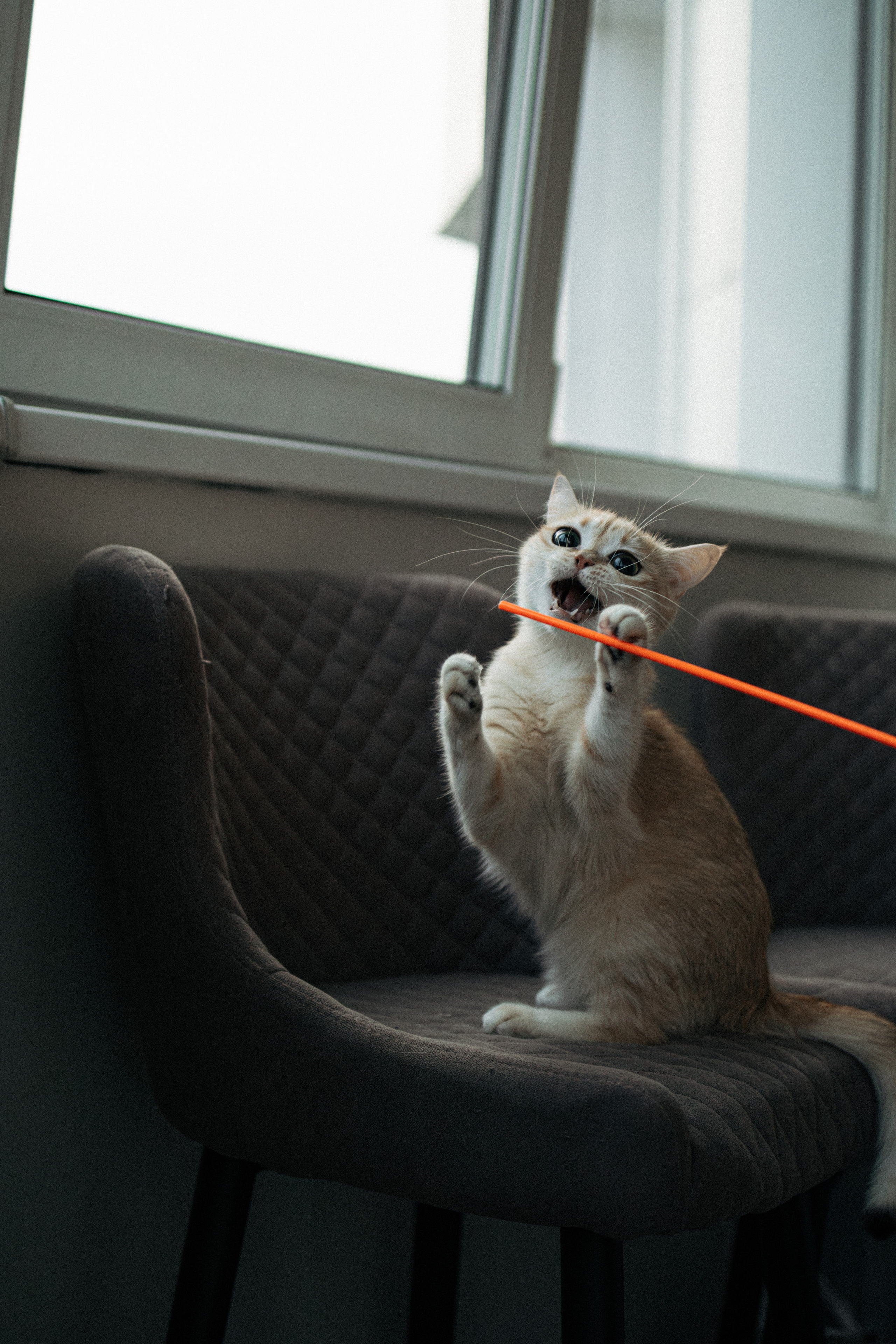 Илья, Люба и котики. Фотораф — анималист Мария Шистка