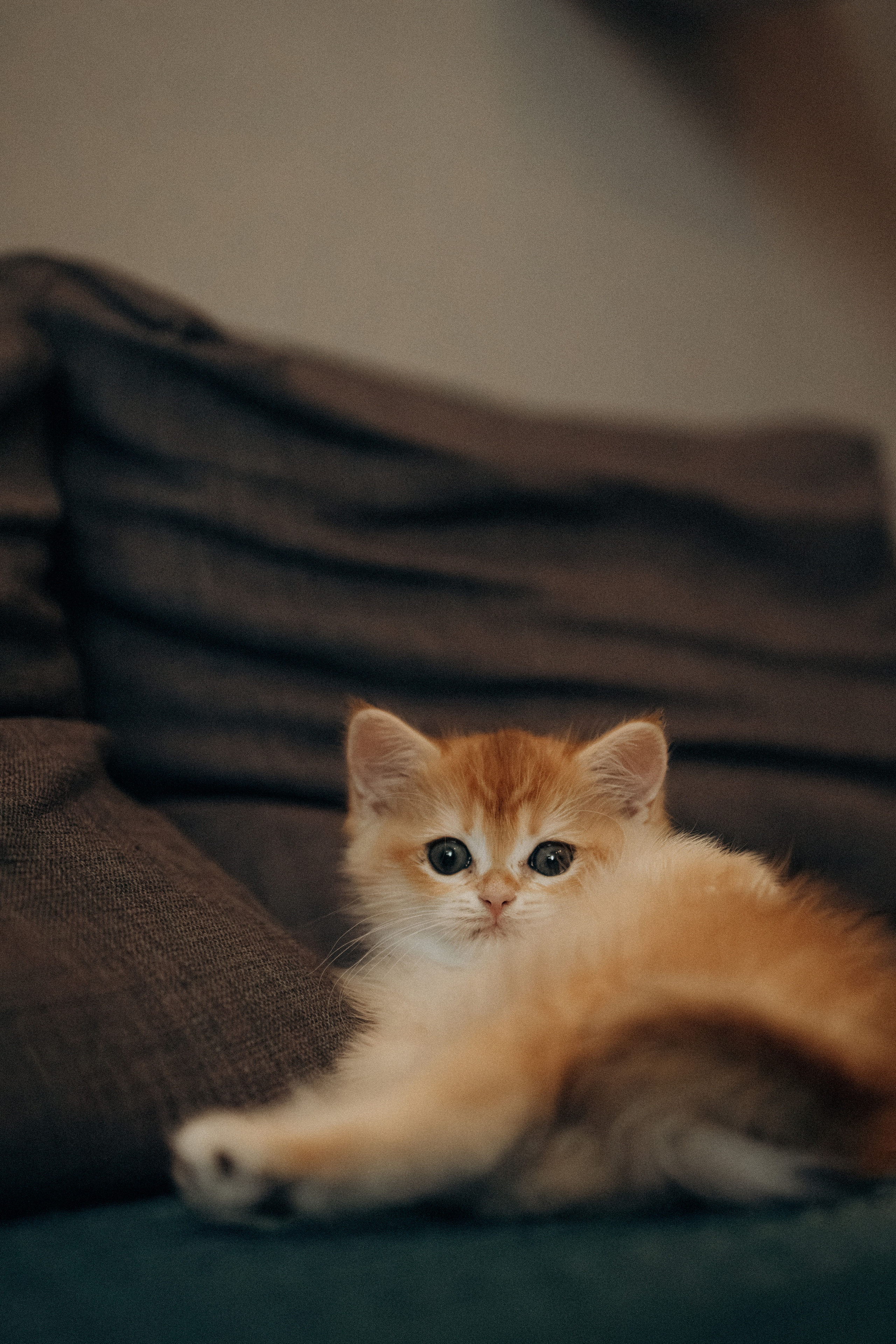 Илья, Люба и котики. Фотораф — анималист Мария Шистка