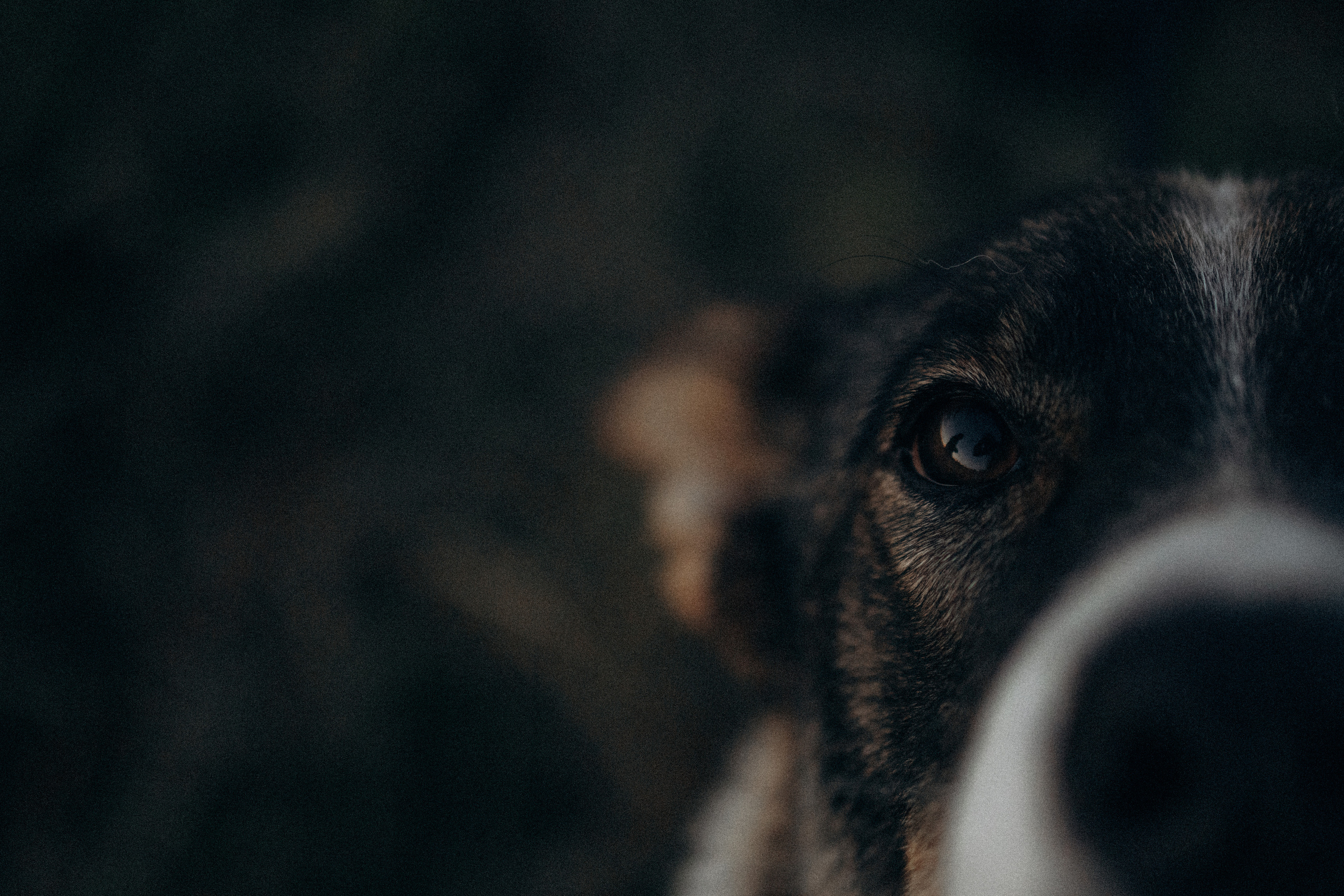 Девочки и рассвет. Фотораф — анималист Мария Шистка