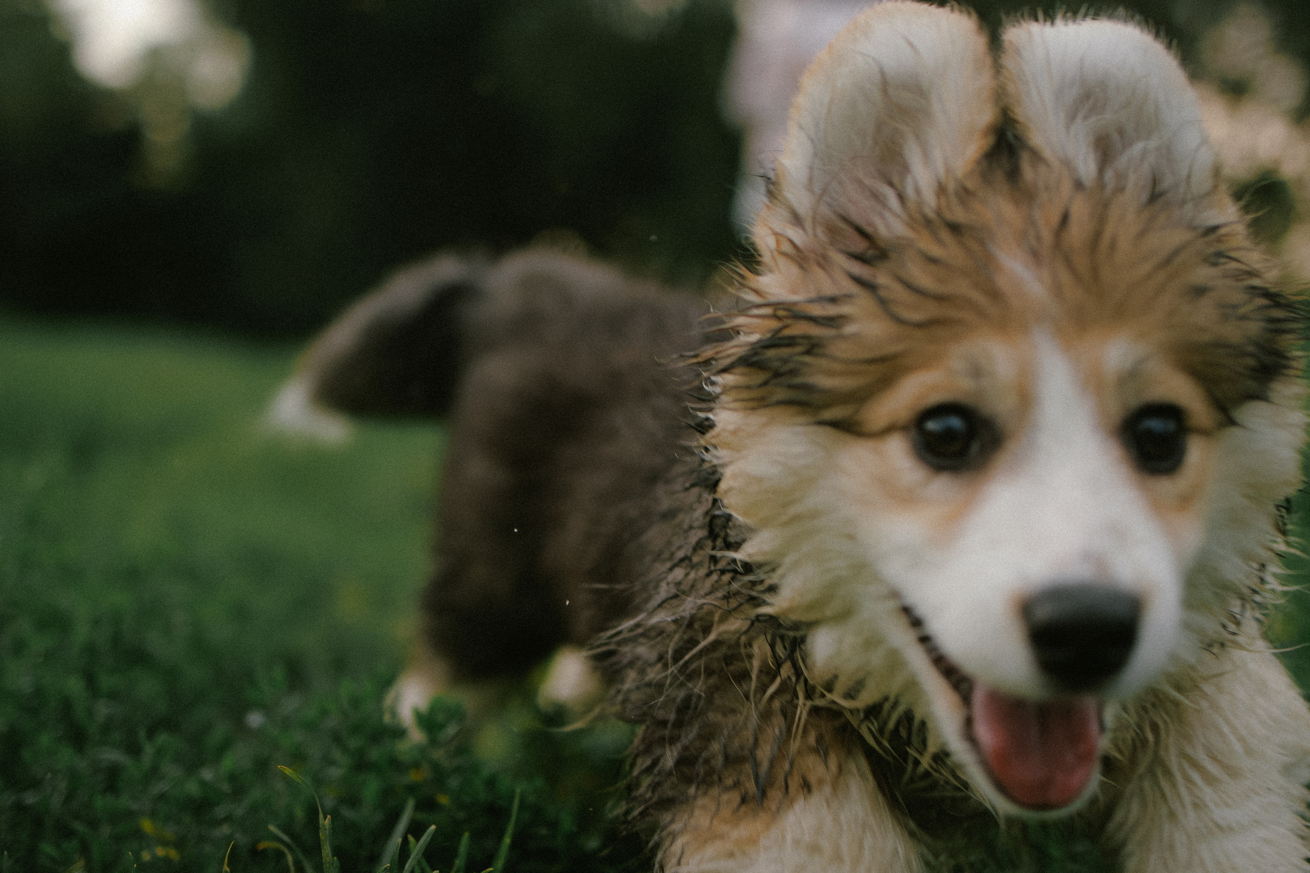 Влада и Мишель. Фотораф — анималист Мария Шистка