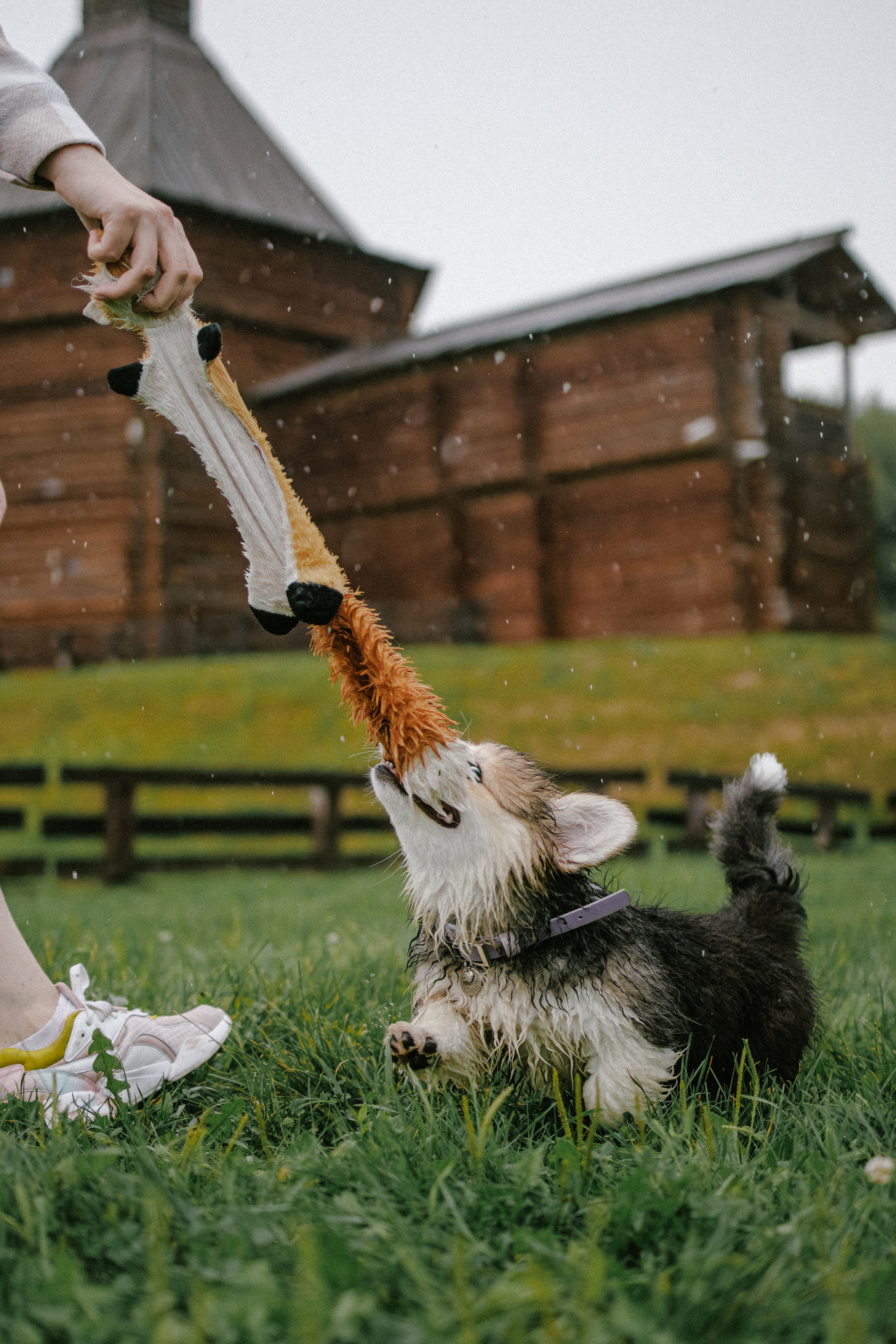 Влада и Мишель. Фотораф — анималист Мария Шистка