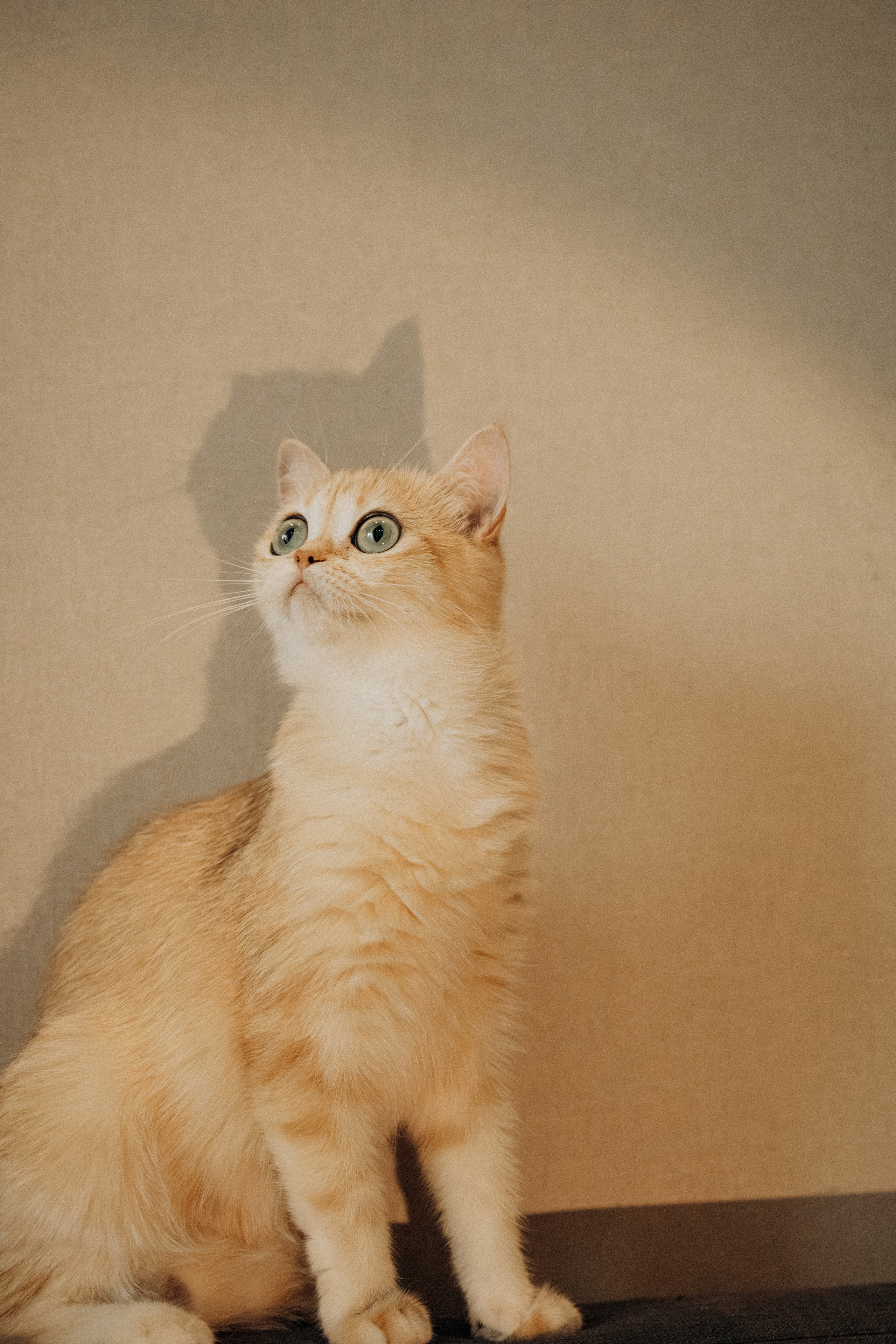 Илья, Люба и котики. Фотораф — анималист Мария Шистка