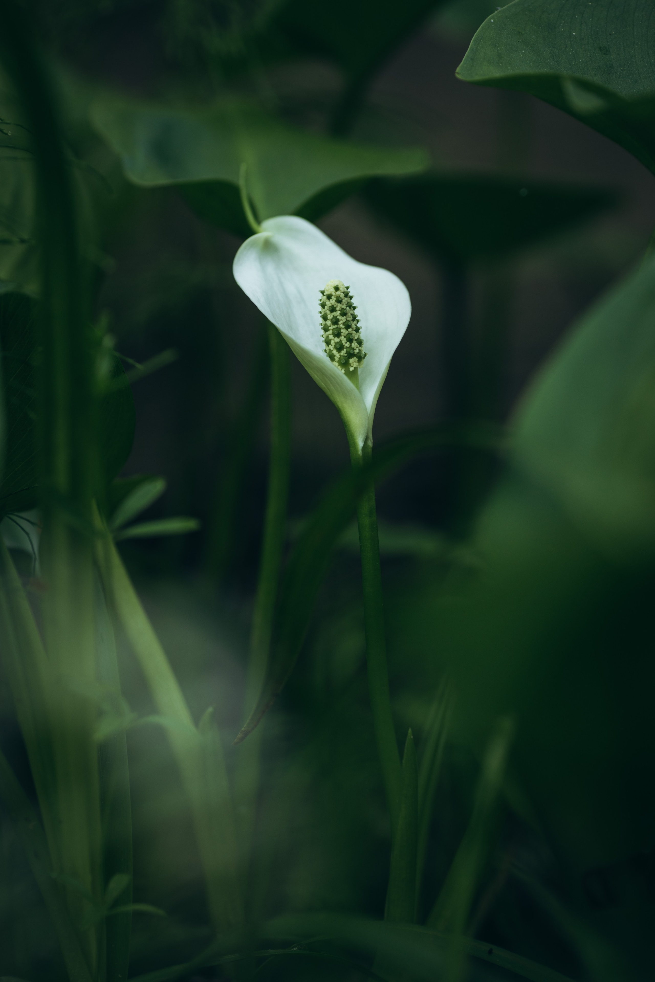 Природные пейзажи. Наталия Клевинскас портретный фотограф в Костроме