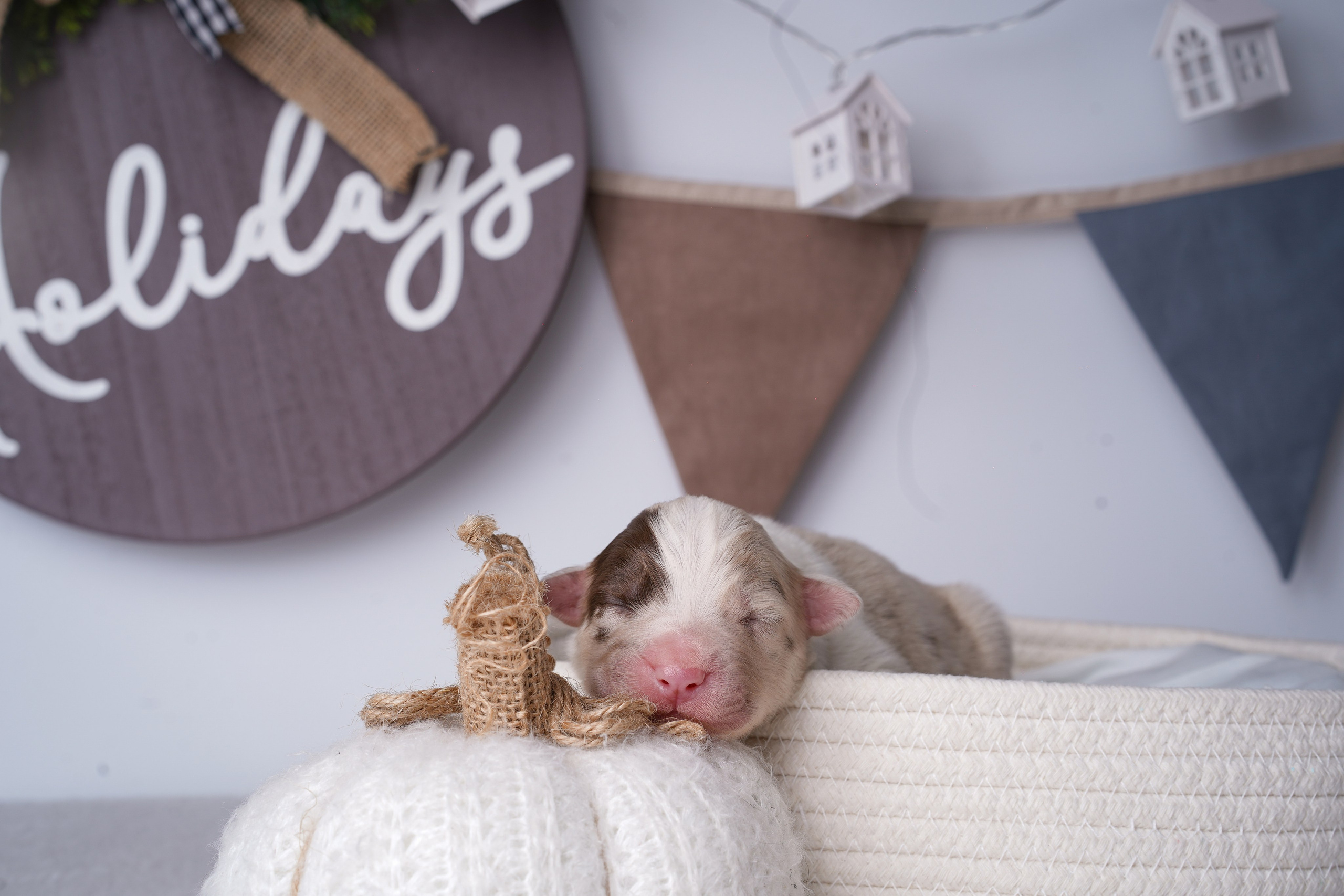 Щенули аусси. Фотограф-анималист в Санкт-Петербурге Яна Мартынова